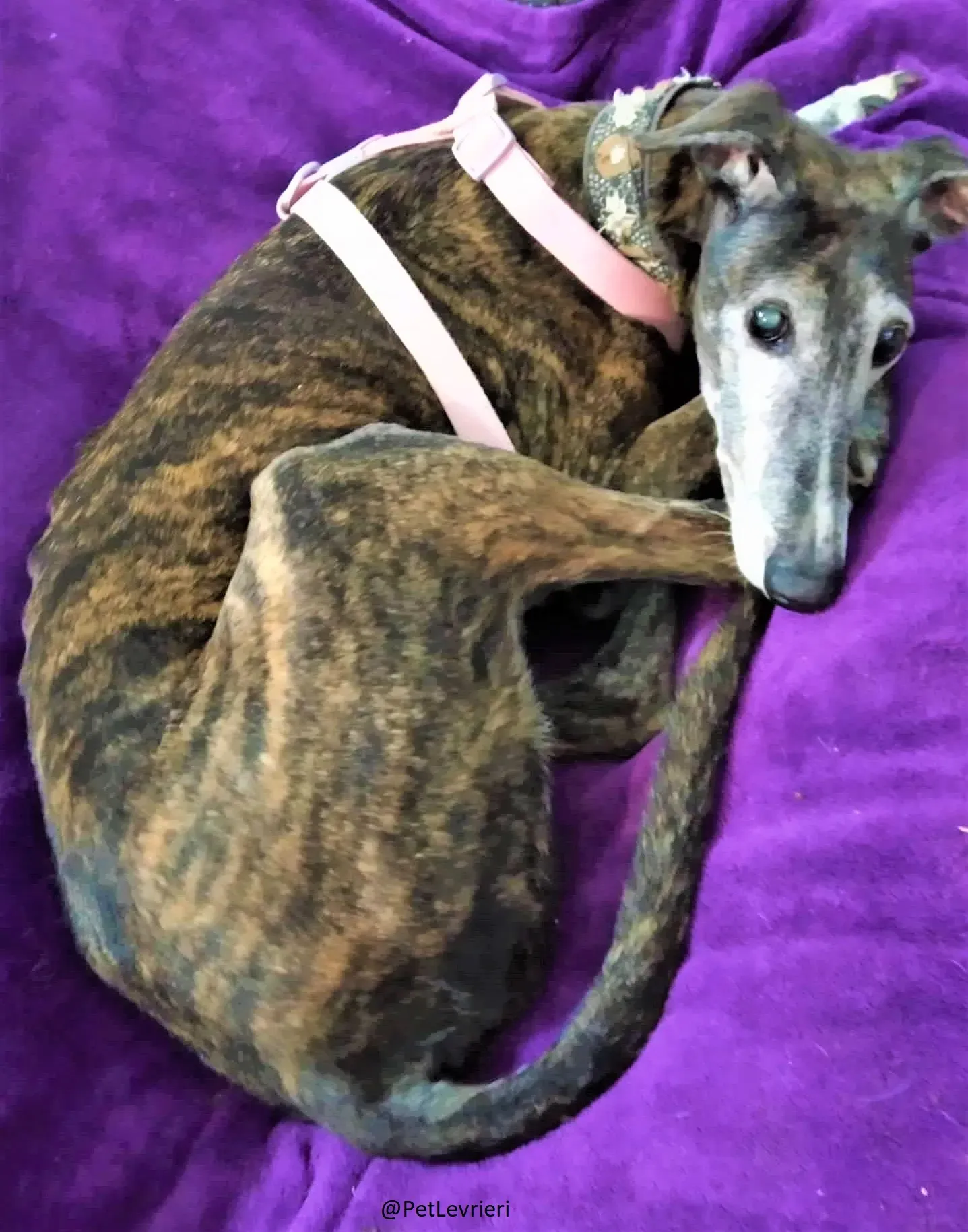 Nube adozione levrieri galgo 05 2