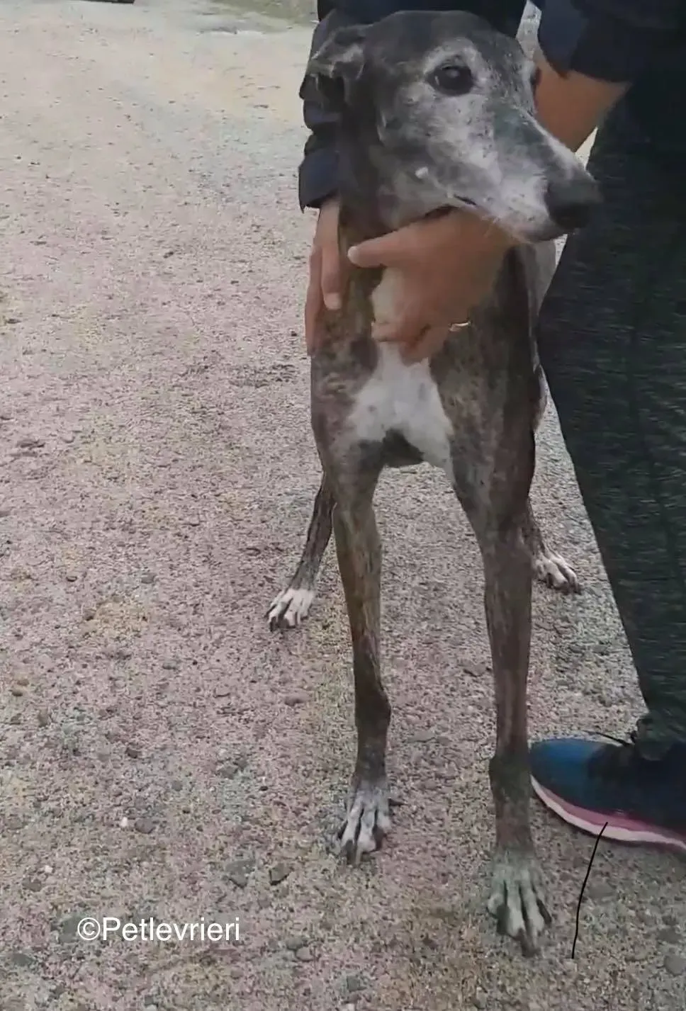 Nube adozione levrieri galgo 05