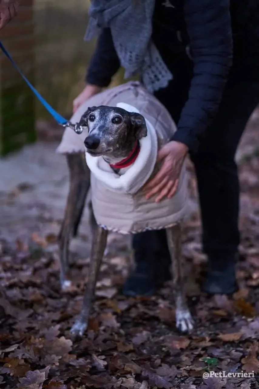 Nube adozione levrieri galgo 06 1