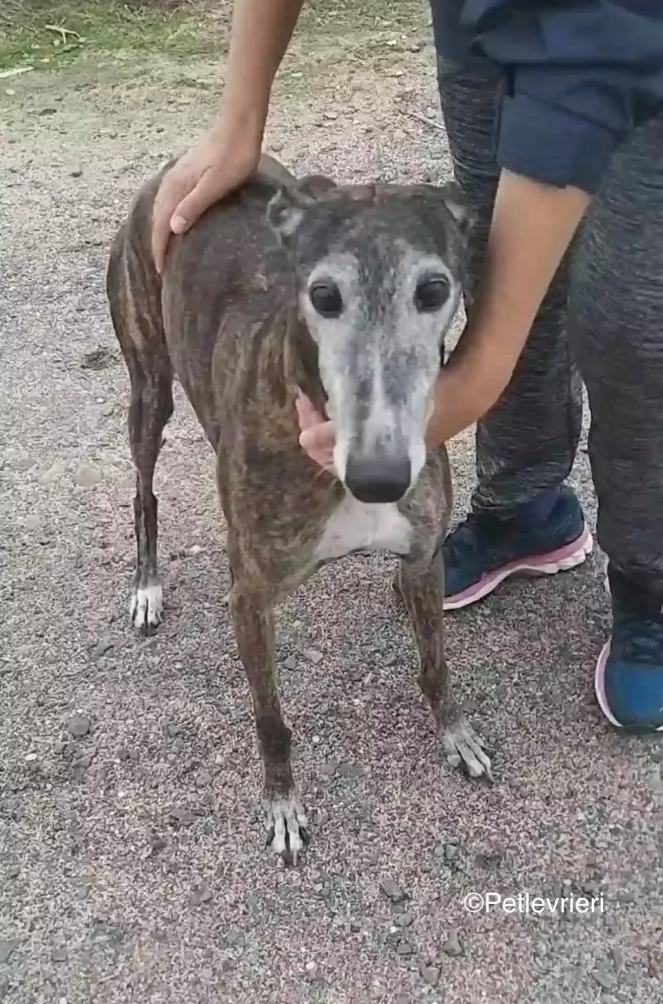 Nube adozione levrieri galgo 06