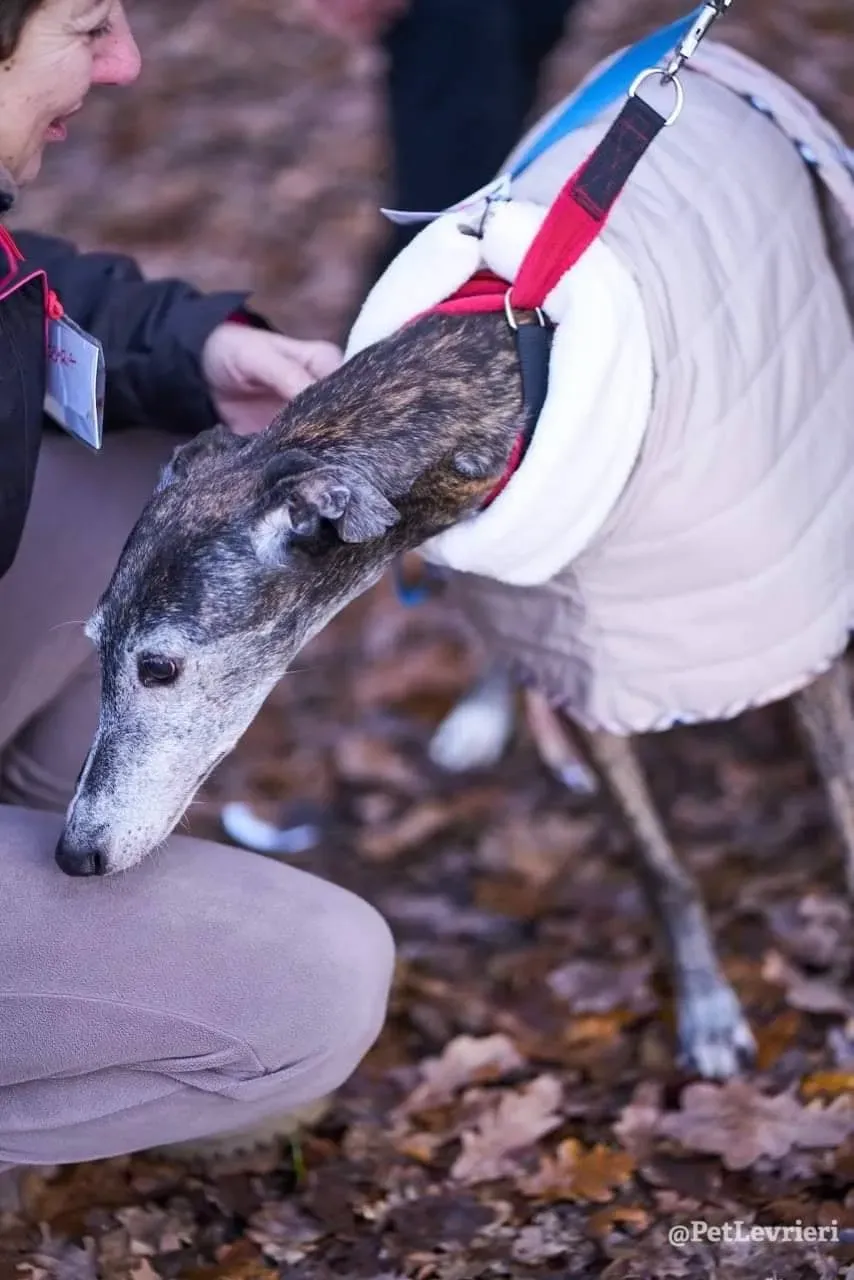 Nube adozione levrieri galgo 07 1