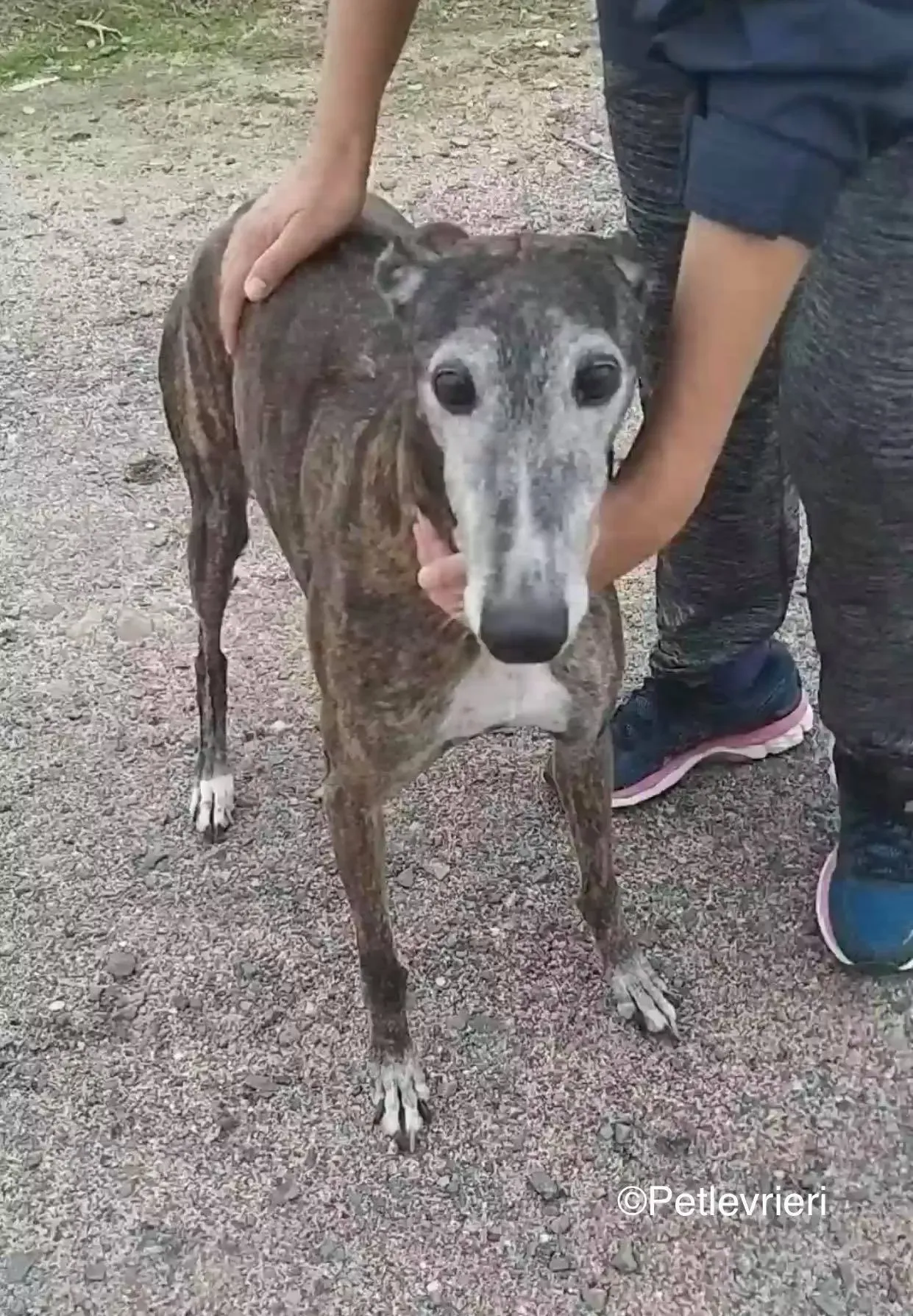 Nube adozione levrieri galgo 07