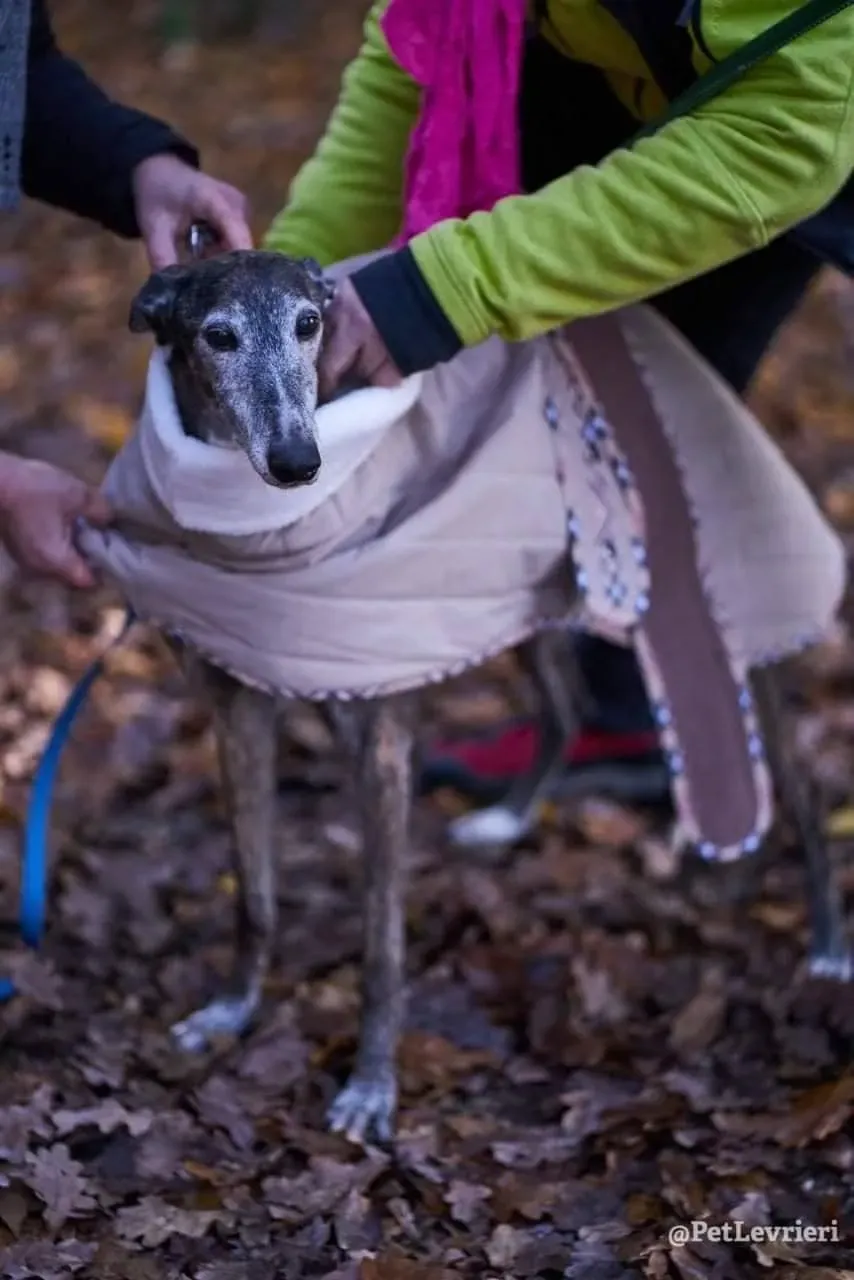 Nube adozione levrieri galgo 08