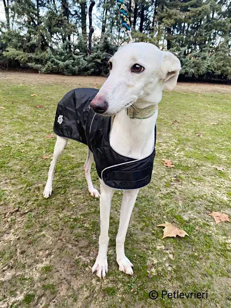 Nube galgo adozione pet levrieri onlus 1