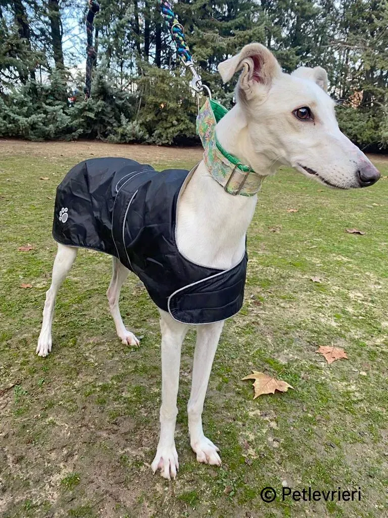 Nube galgo adozione pet levrieri onlus 2