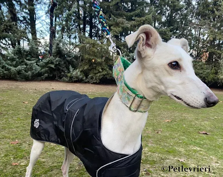 Nube galgo adozione pet levrieri onlus 3
