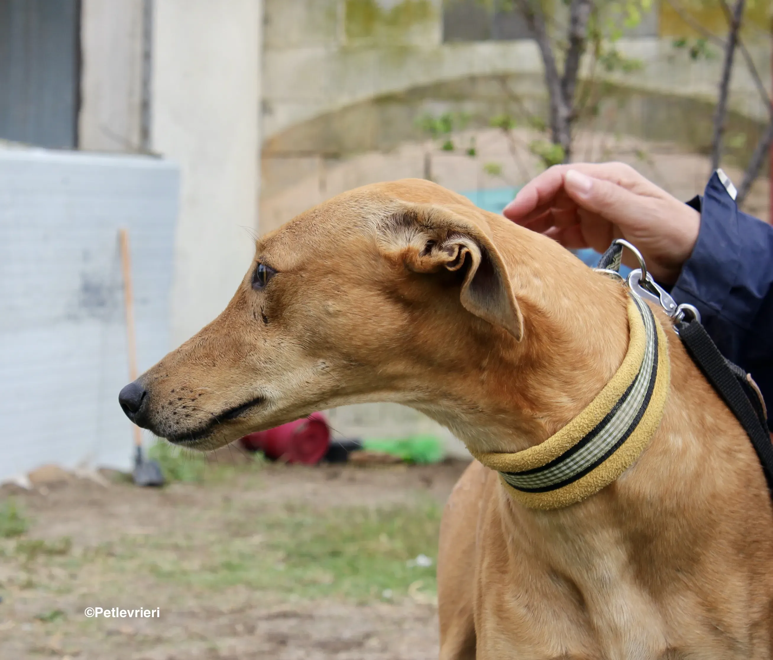 Nugget adozione levrieri galgo 00