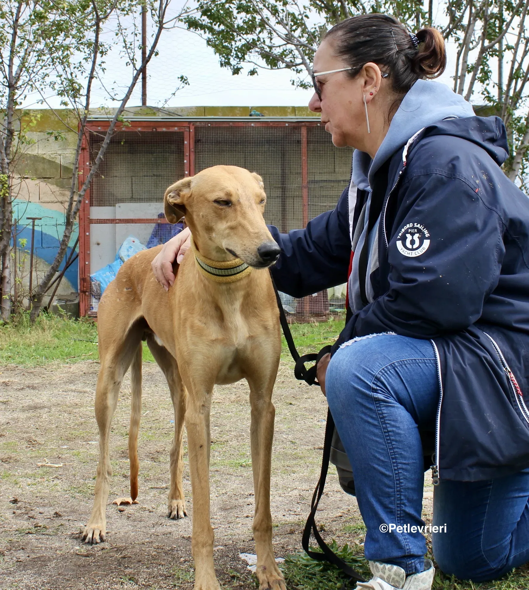 Nugget adozione levrieri galgo 01
