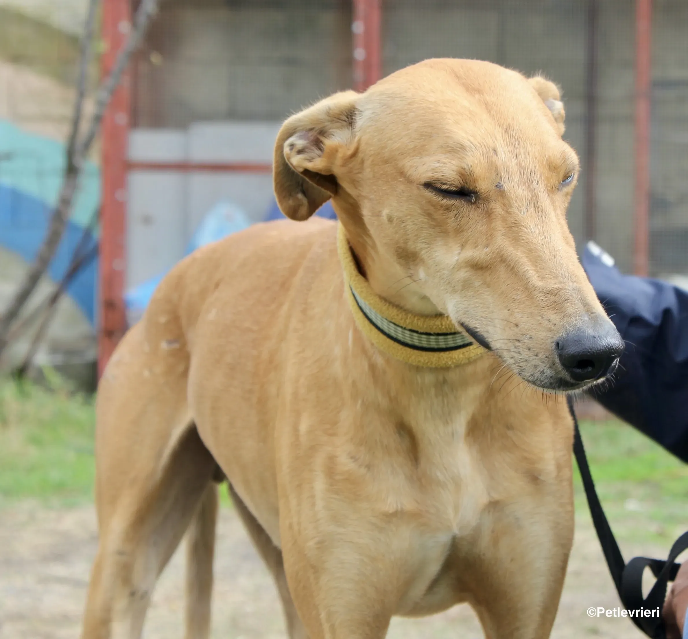 Nugget adozione levrieri galgo 02