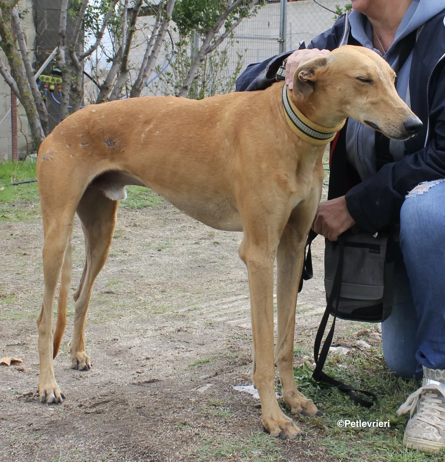 Nugget adozione levrieri galgo 03