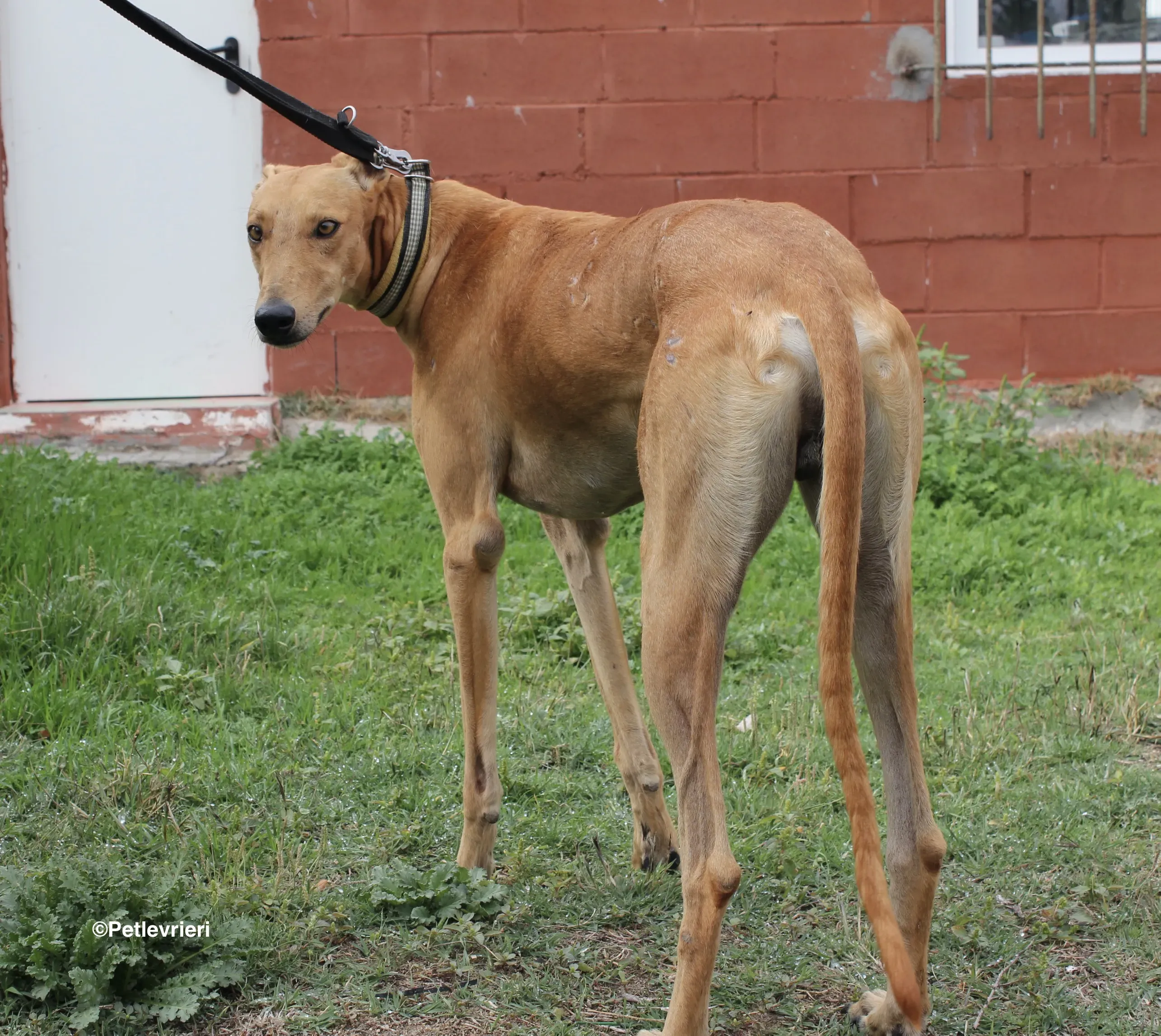 Nugget adozione levrieri galgo 04