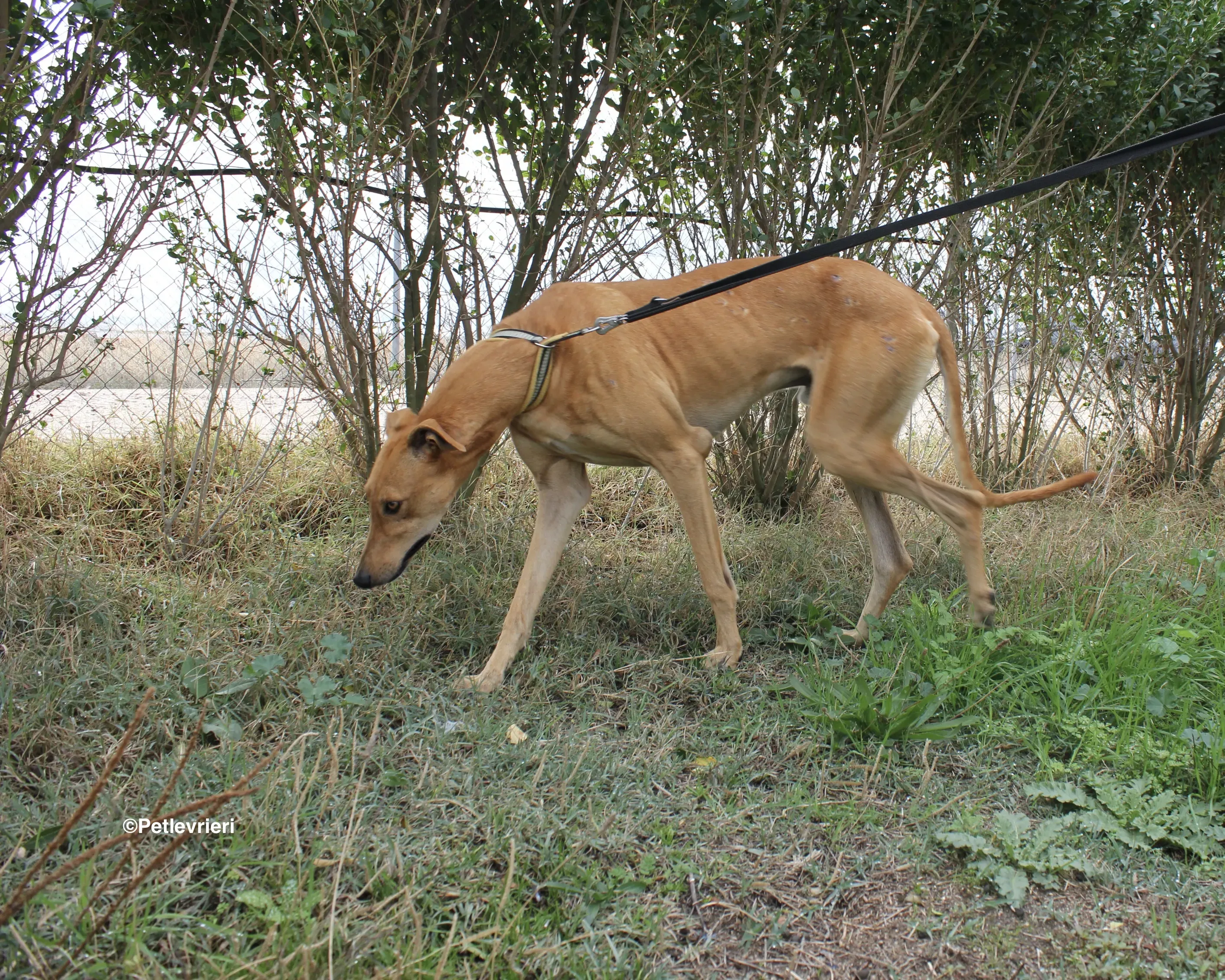 Nugget adozione levrieri galgo 05