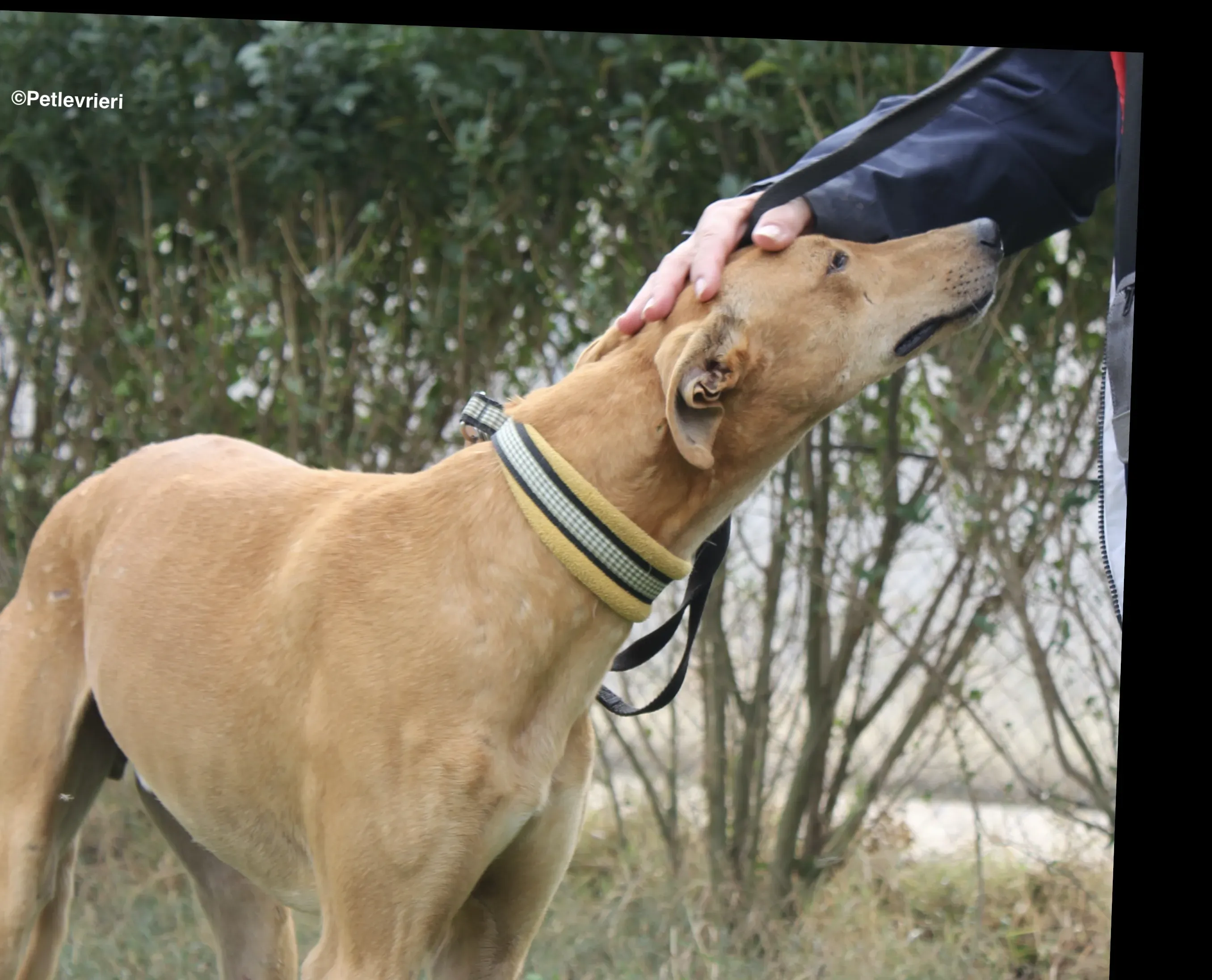 Nugget adozione levrieri galgo 06