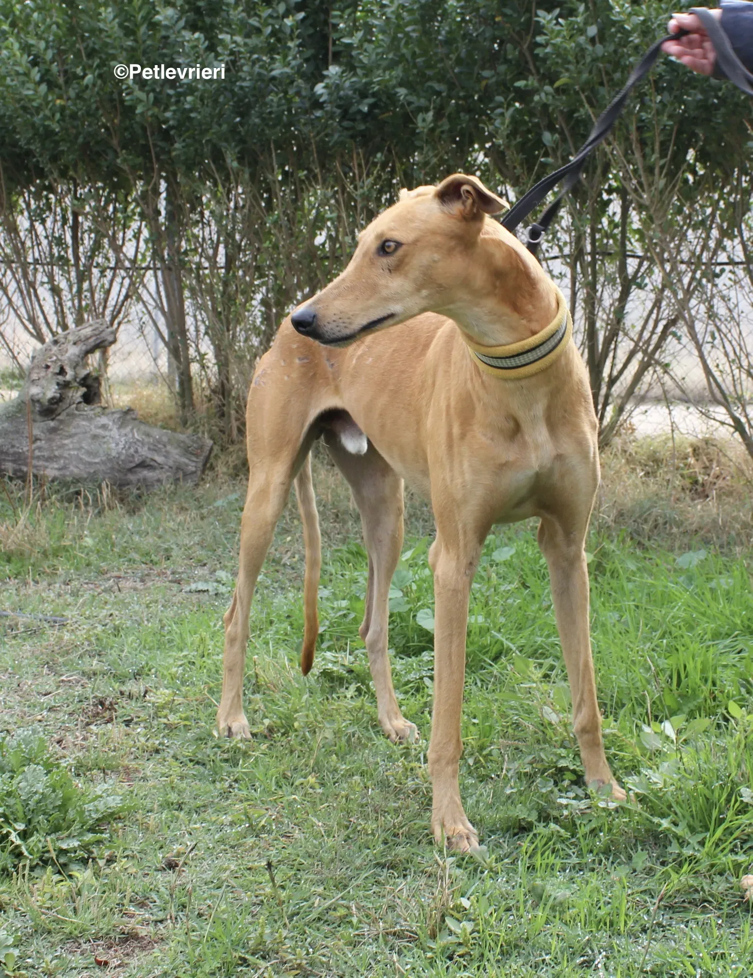 Nugget adozione levrieri galgo 07
