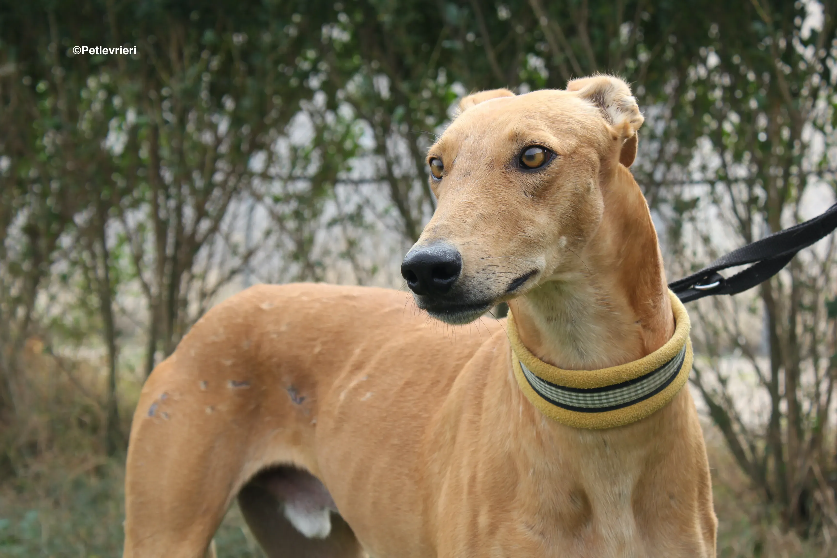 Nugget adozione levrieri galgo 08