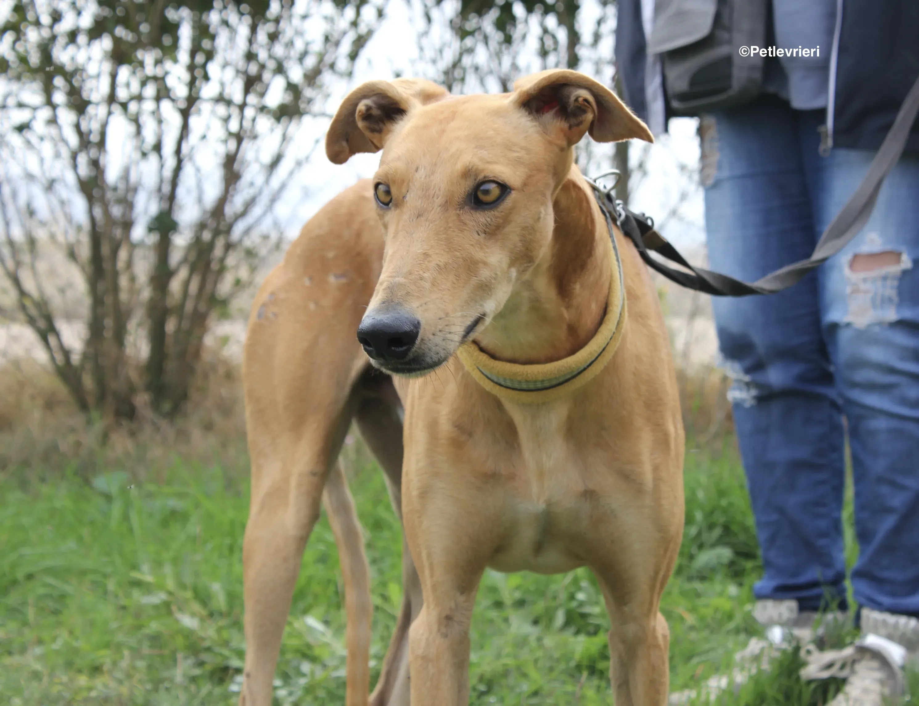 Nugget adozione levrieri galgo 09