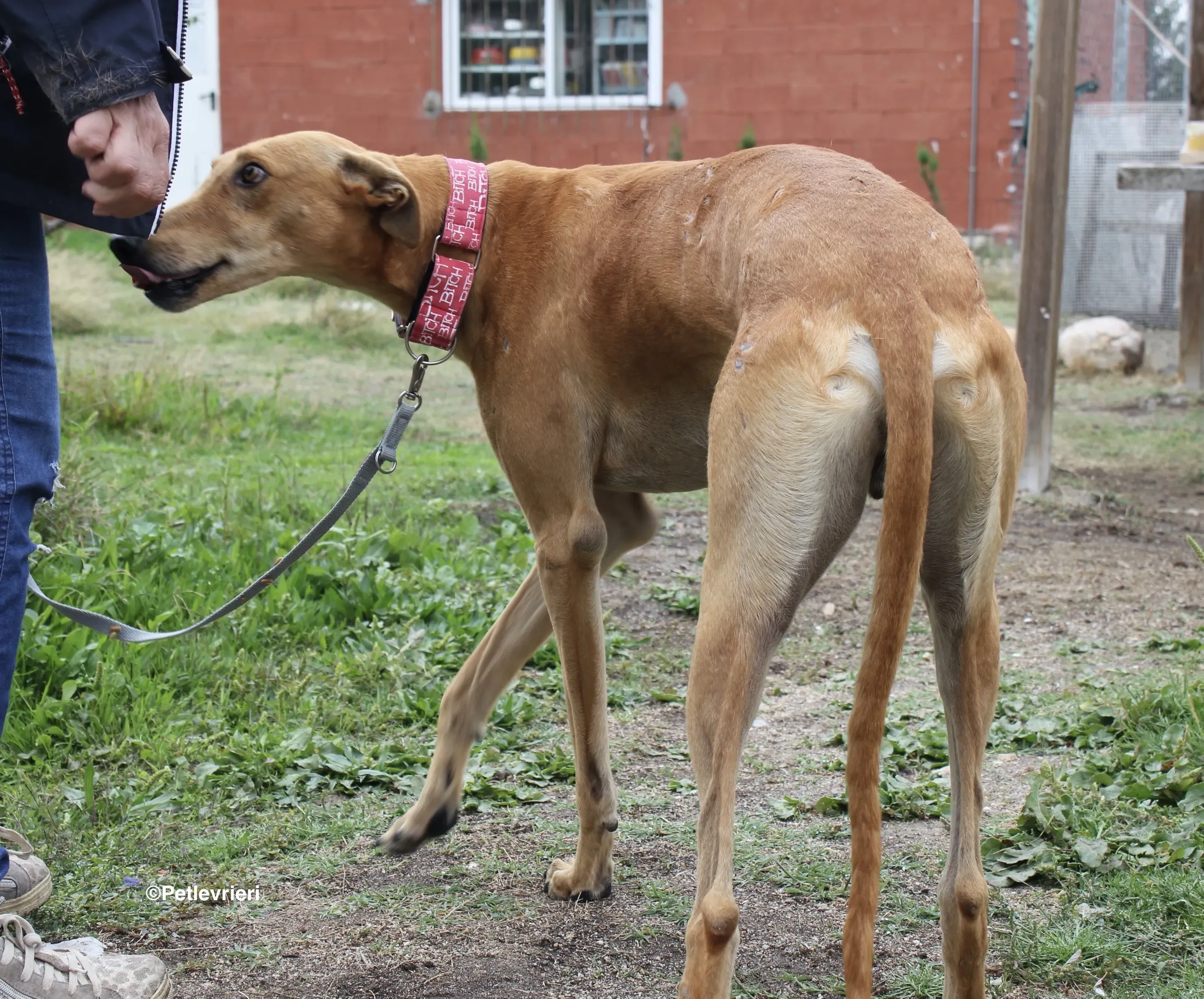 Nugget adozione levrieri galgo 10