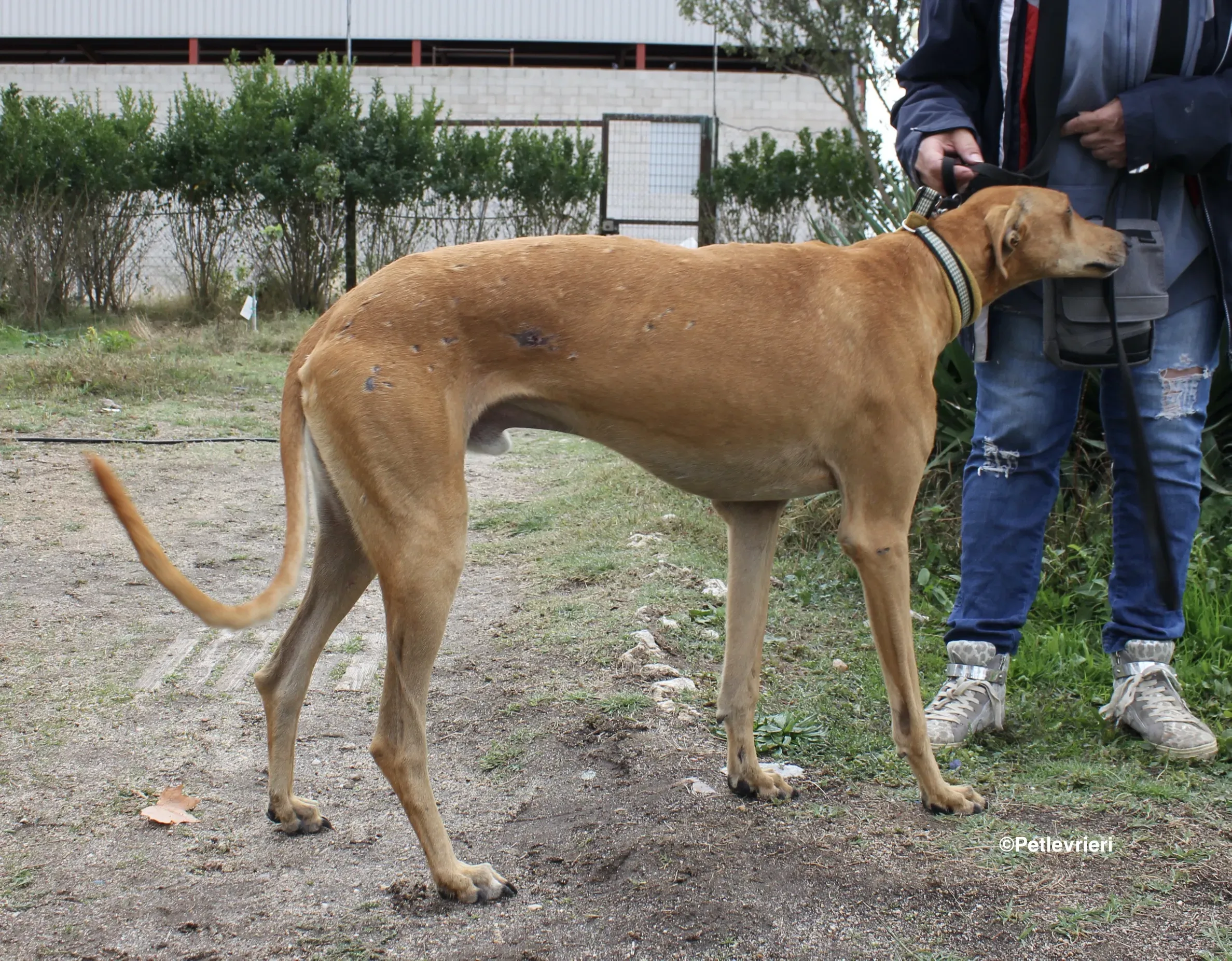 Nugget adozione levrieri galgo 11