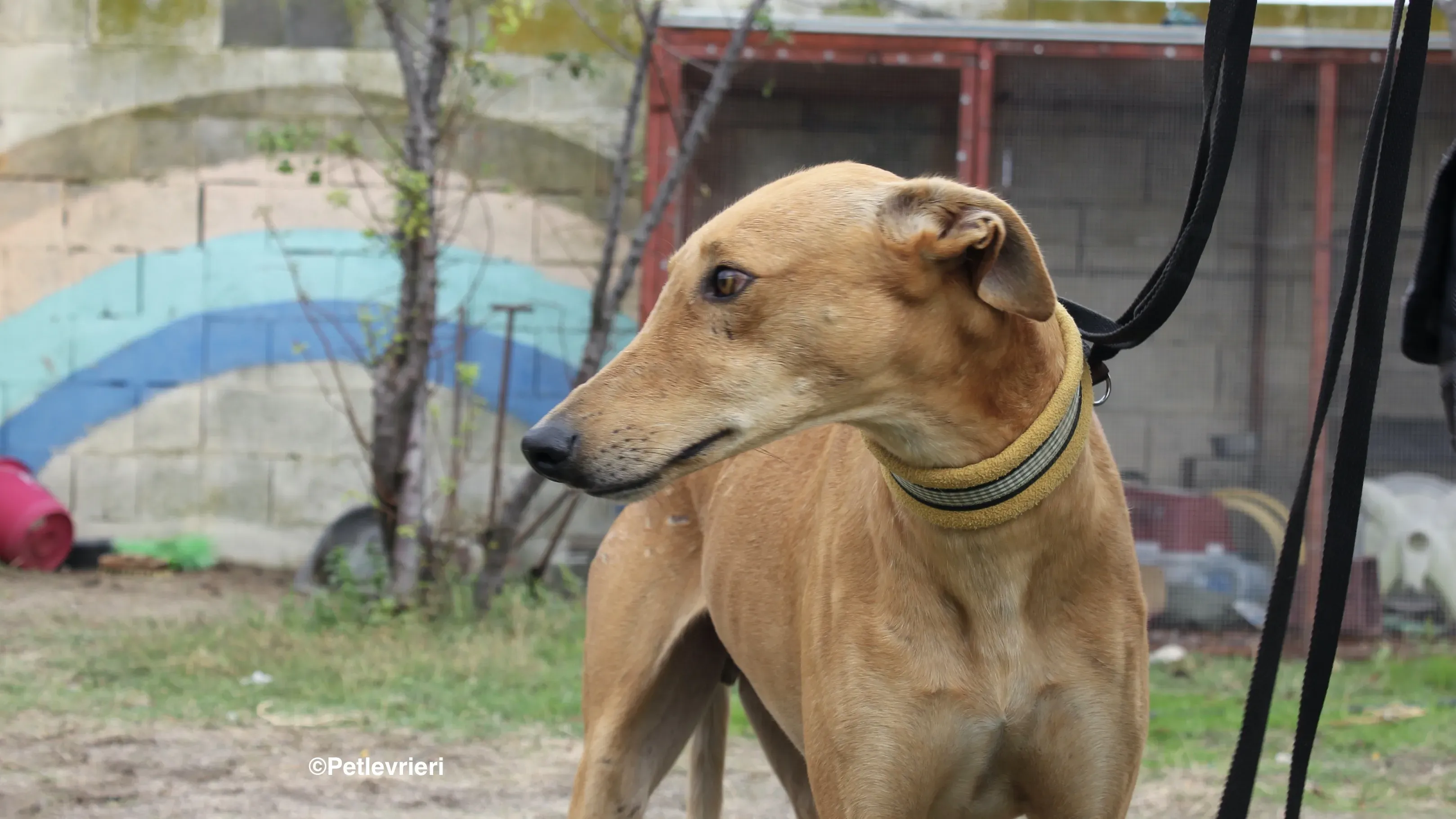 Nugget adozione levrieri galgo 12