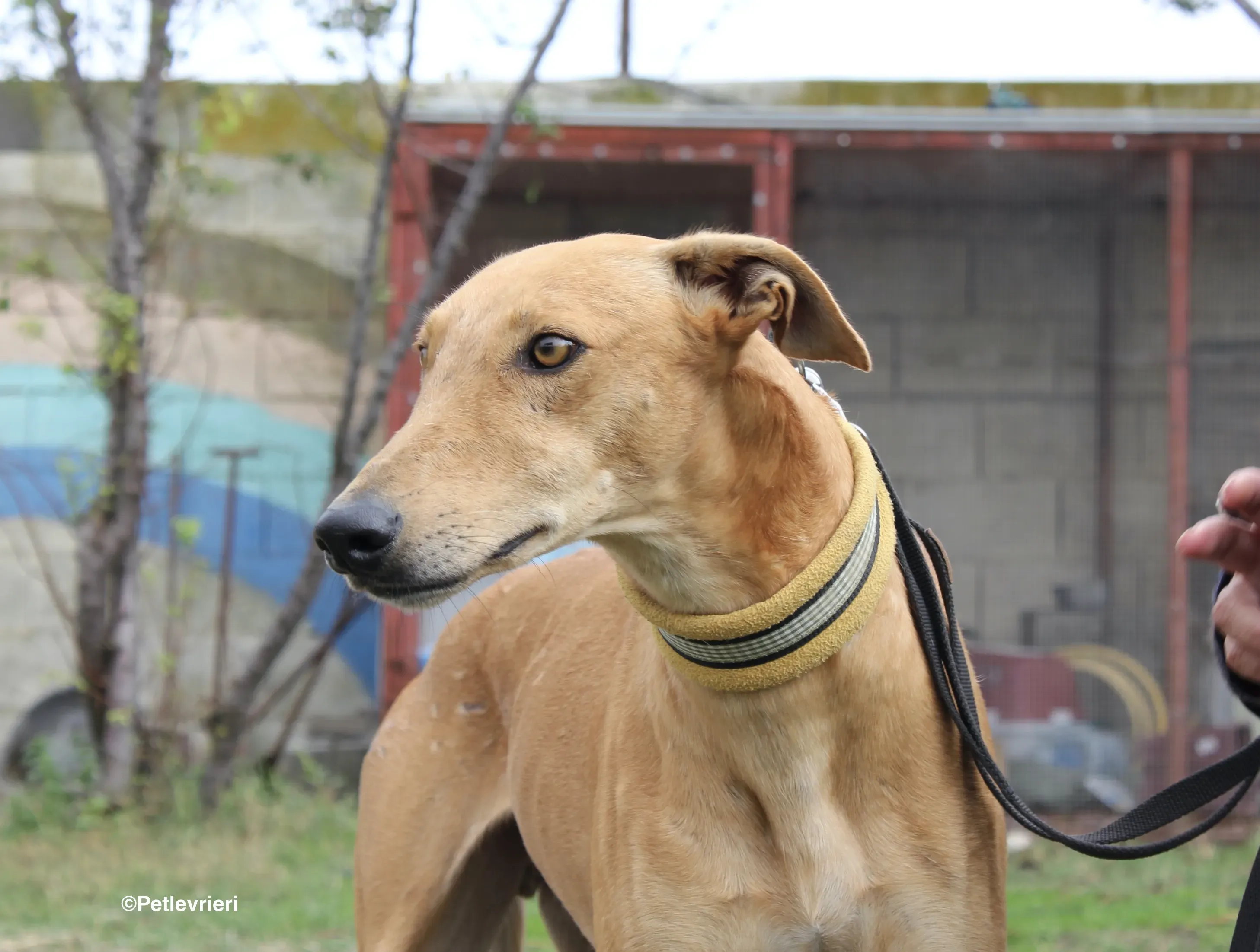 Nugget adozione levrieri galgo 13