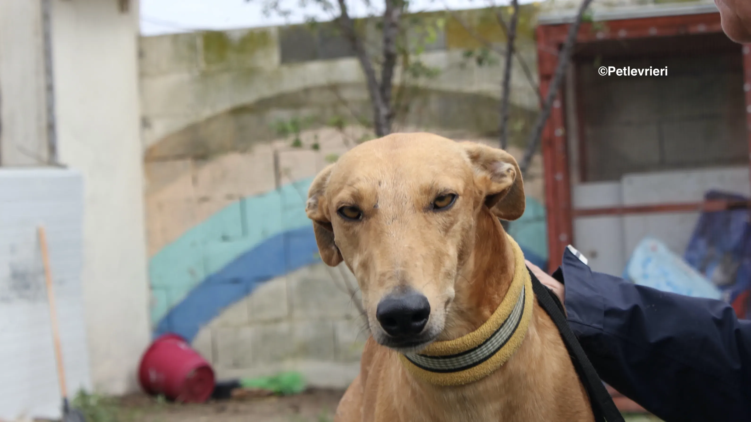 Nugget adozione levrieri galgo 14