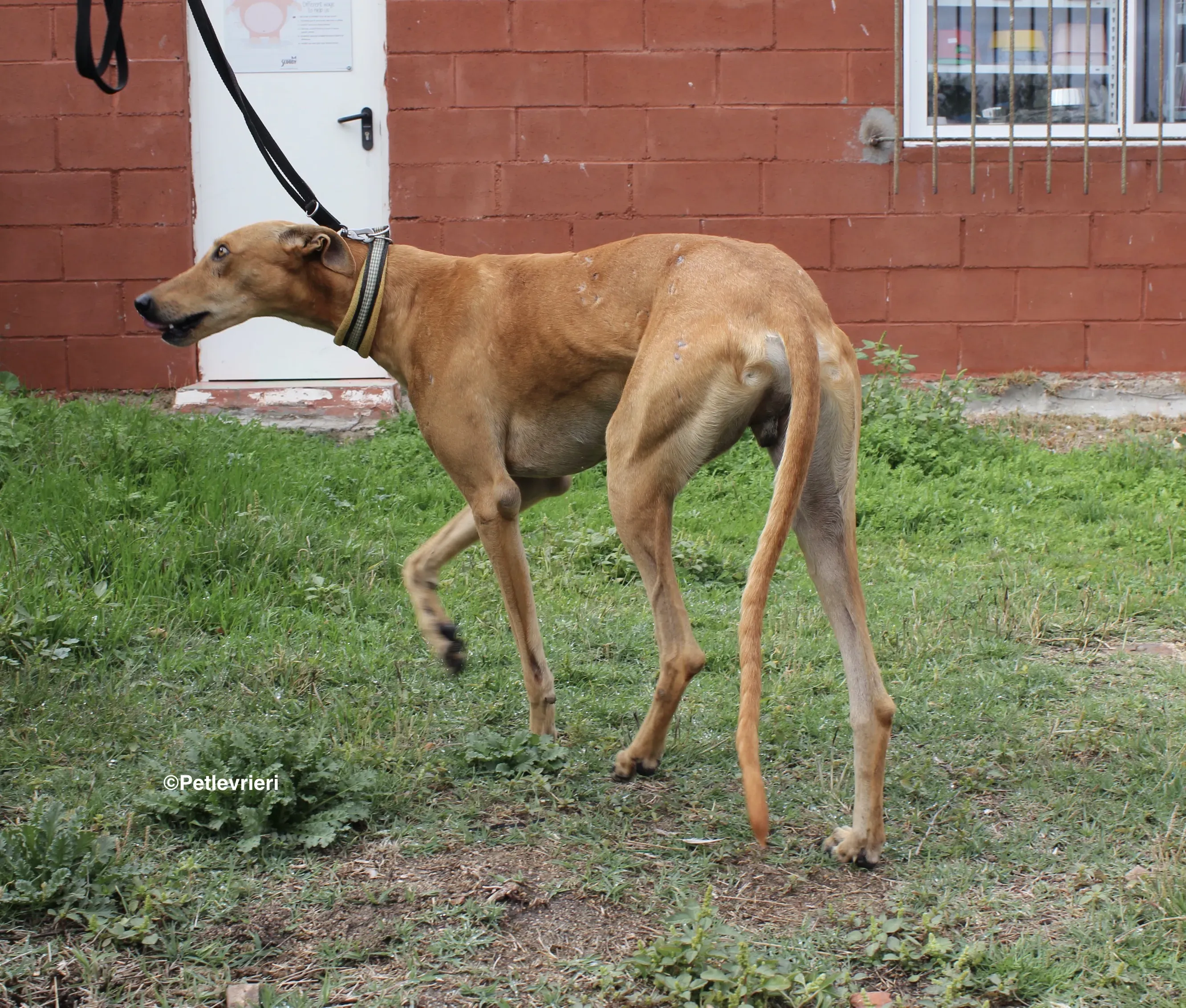 Nugget adozione levrieri galgo 15