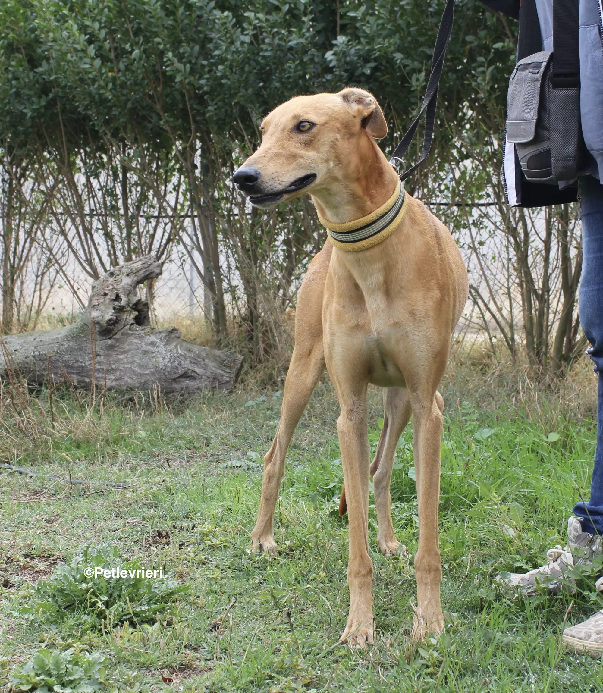 Nugget adozione levrieri galgo 16