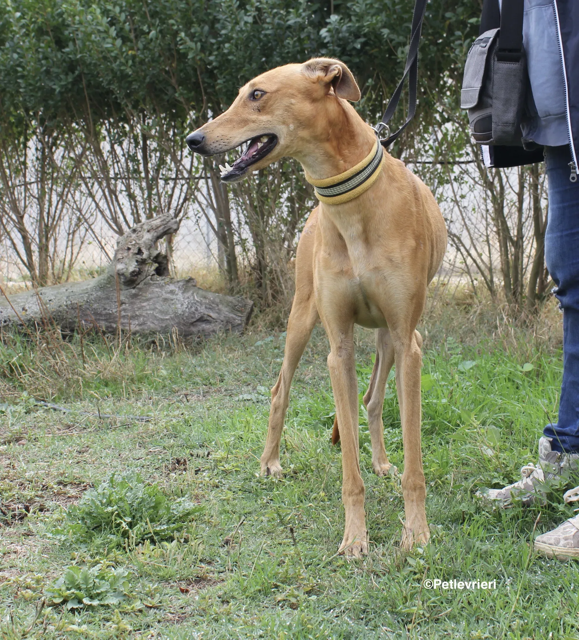 Nugget adozione levrieri galgo 17