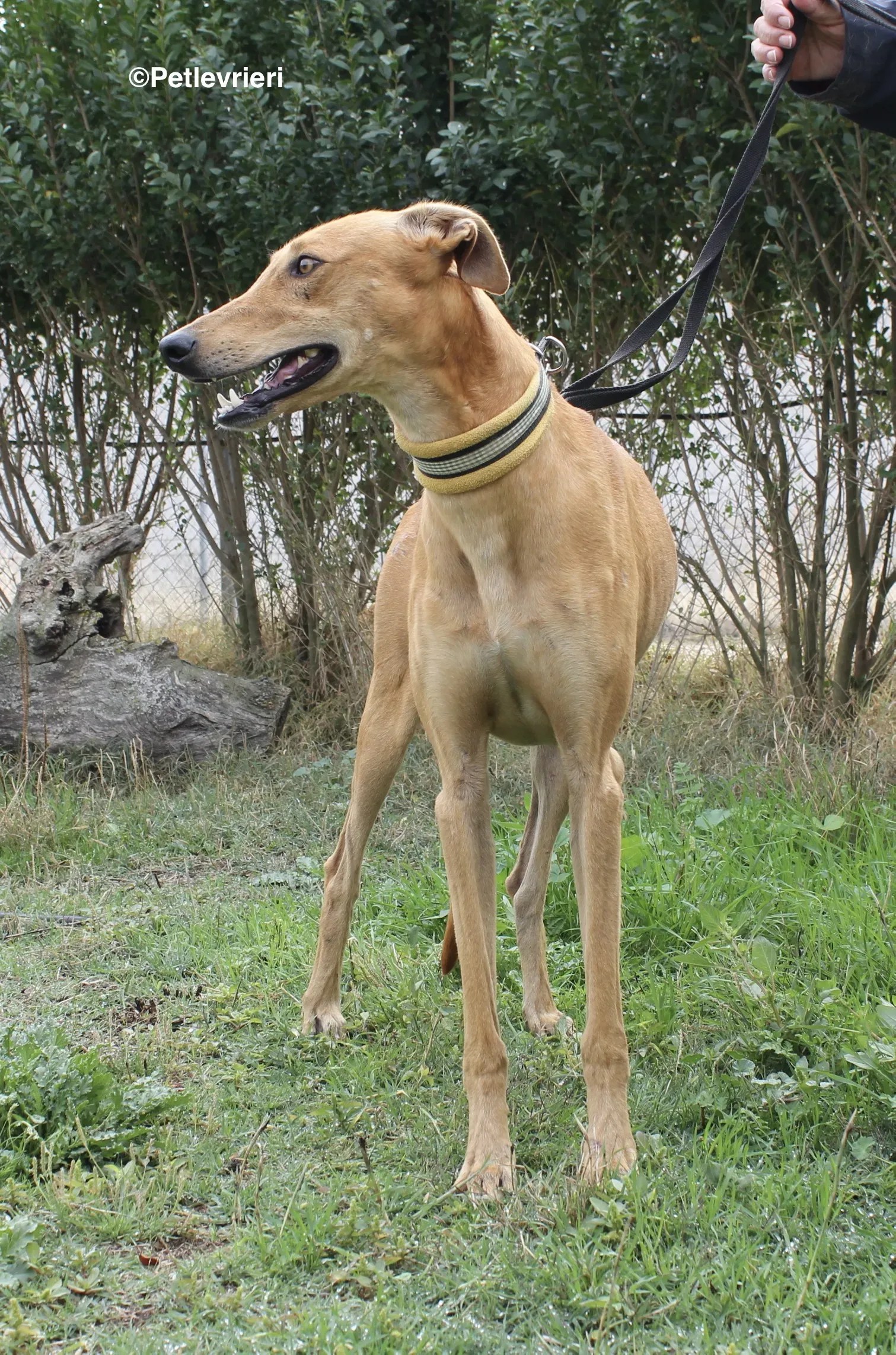 Nugget adozione levrieri galgo 18