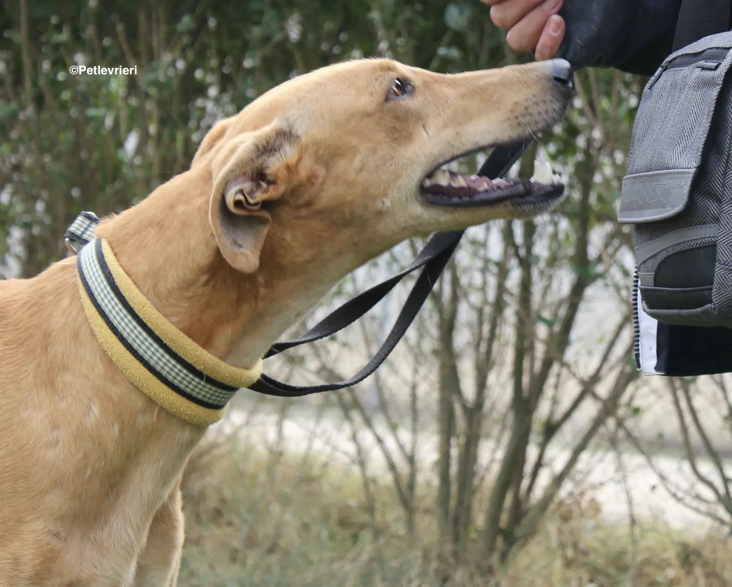 Nugget adozione levrieri galgo 19