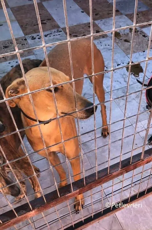 Nugget adozione levrieri galgo 01