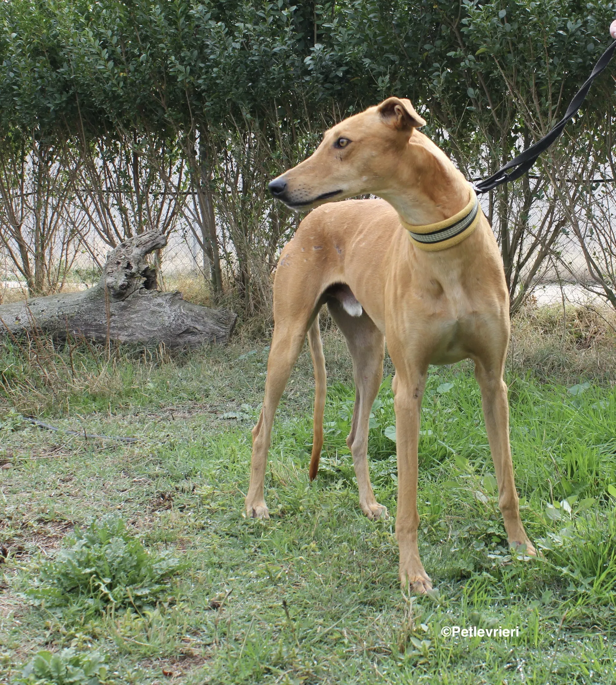 Nugget adozione levrieri galgo 20