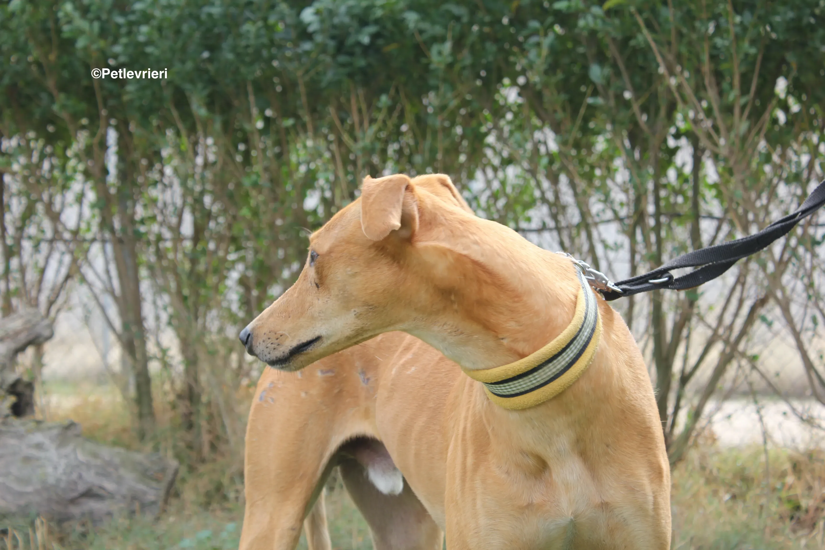 Nugget adozione levrieri galgo 21