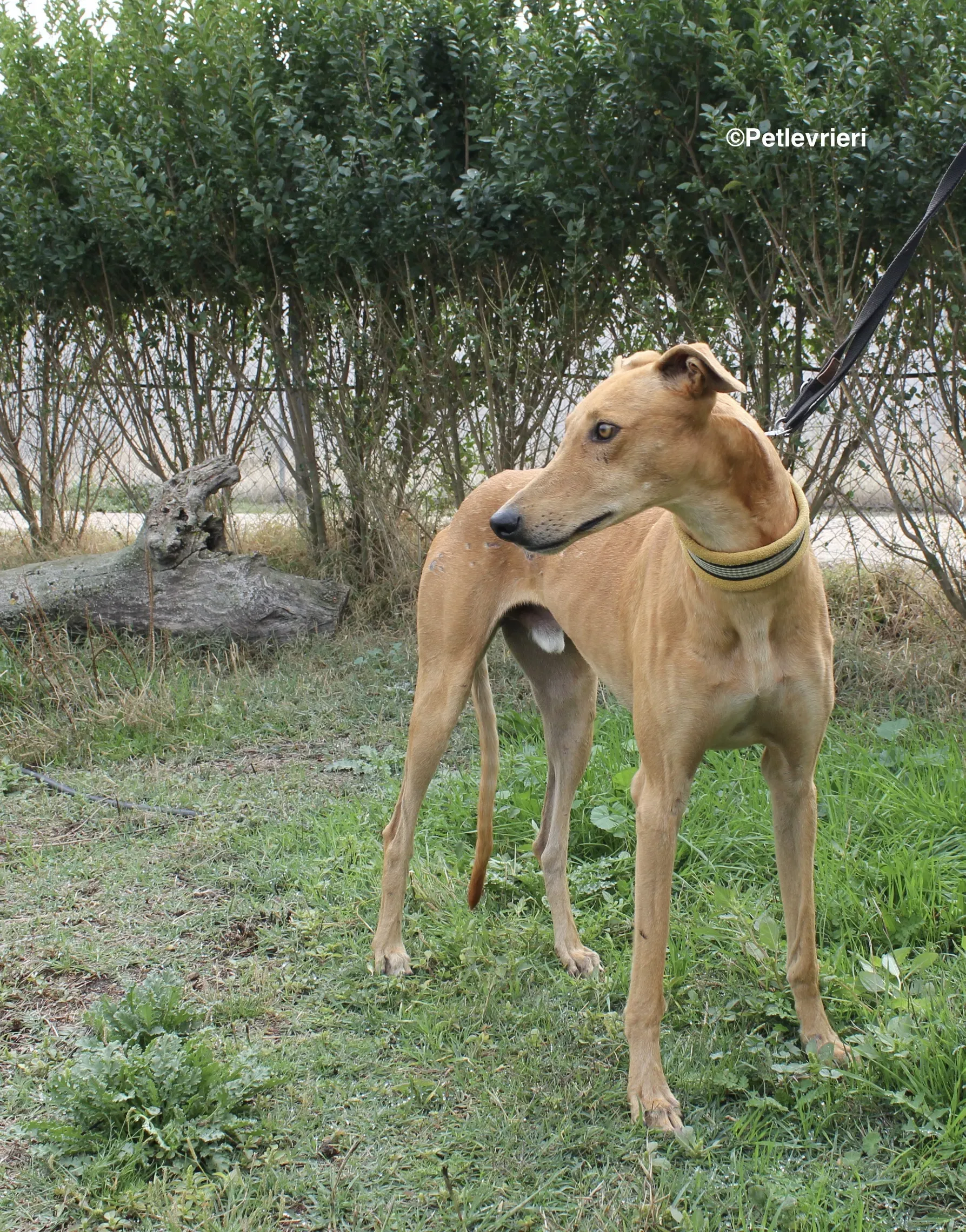 Nugget adozione levrieri galgo 22