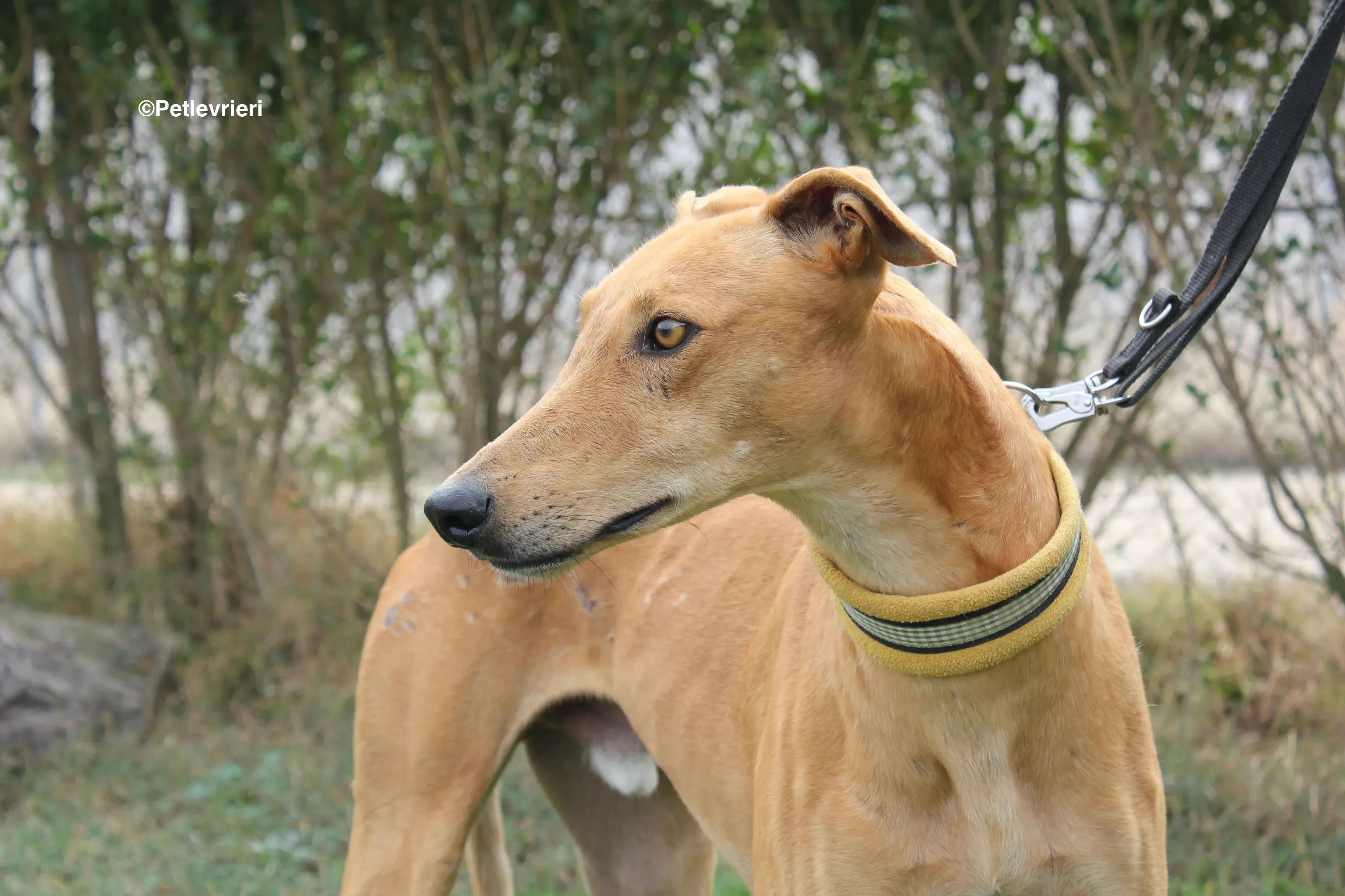 Nugget adozione levrieri galgo 23