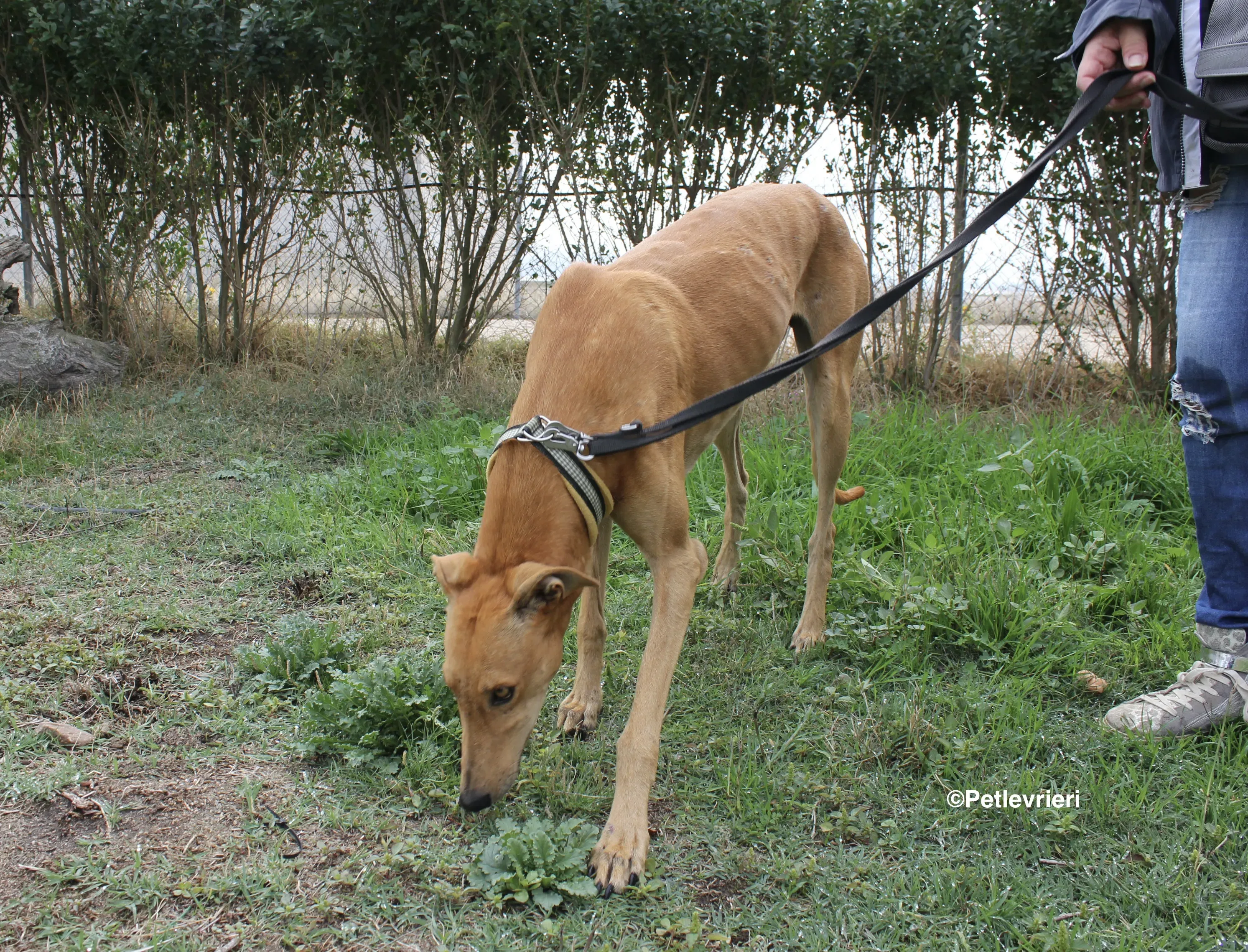 Nugget adozione levrieri galgo 24