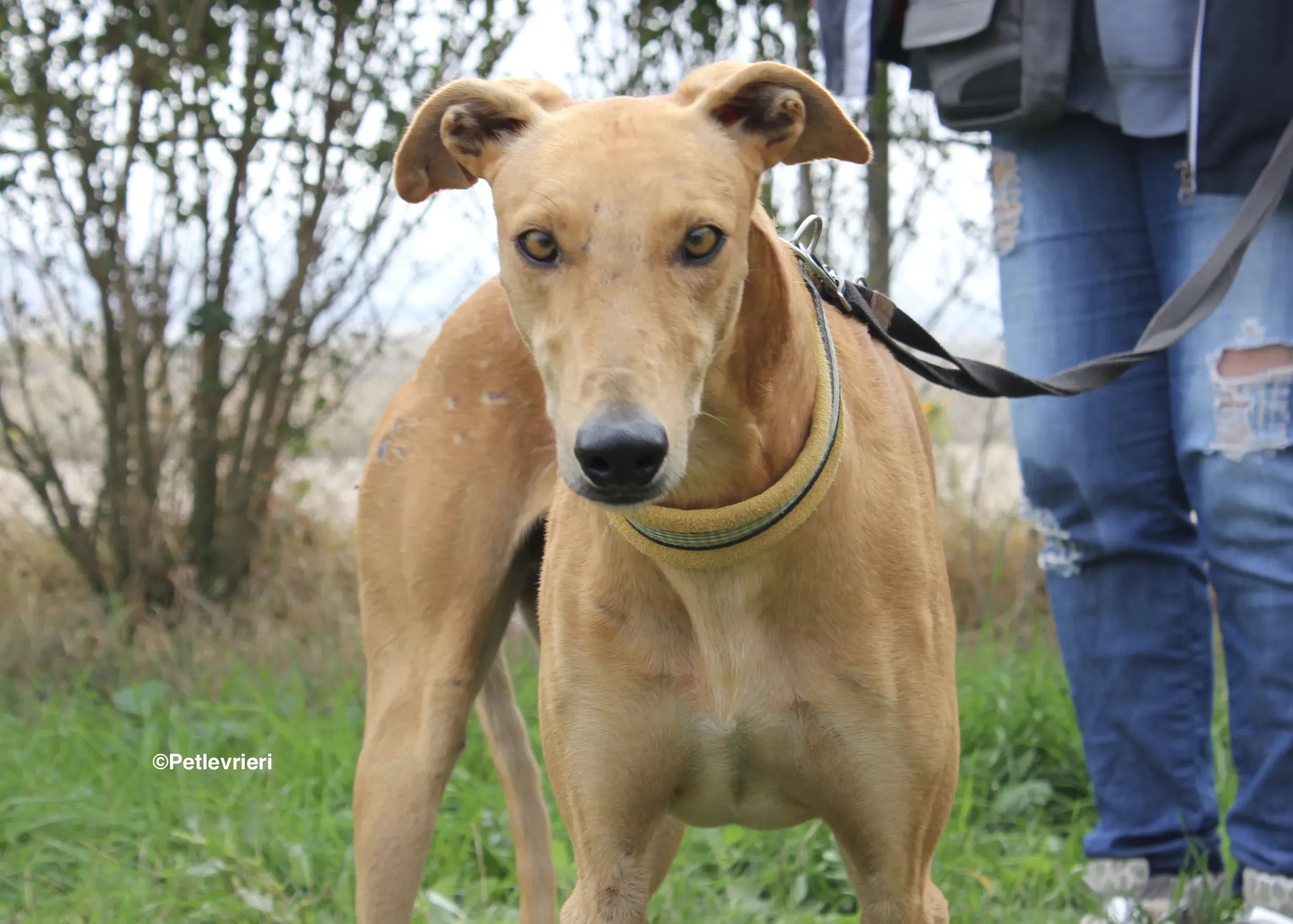 Nugget adozione levrieri galgo 26