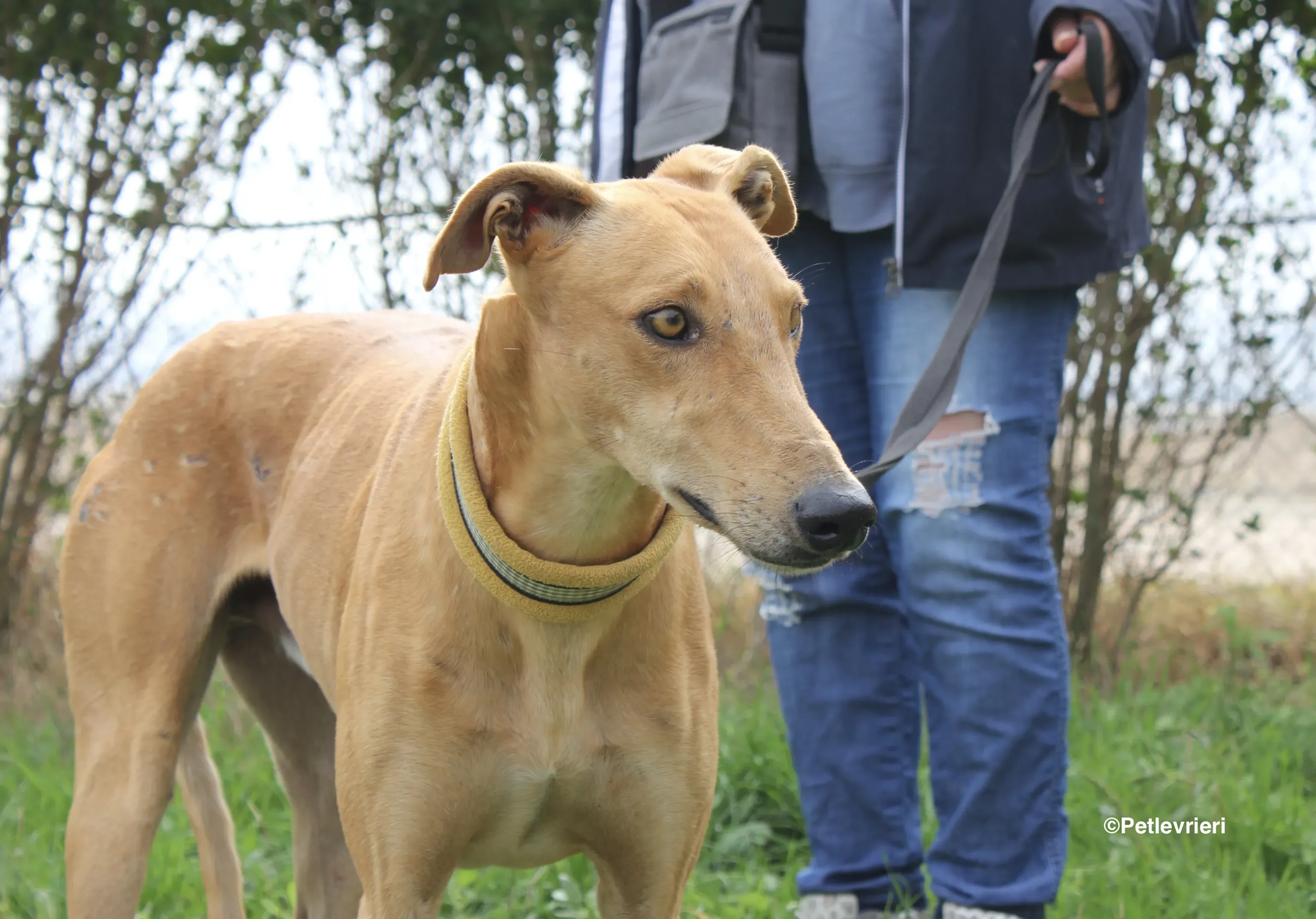 Nugget adozione levrieri galgo 27