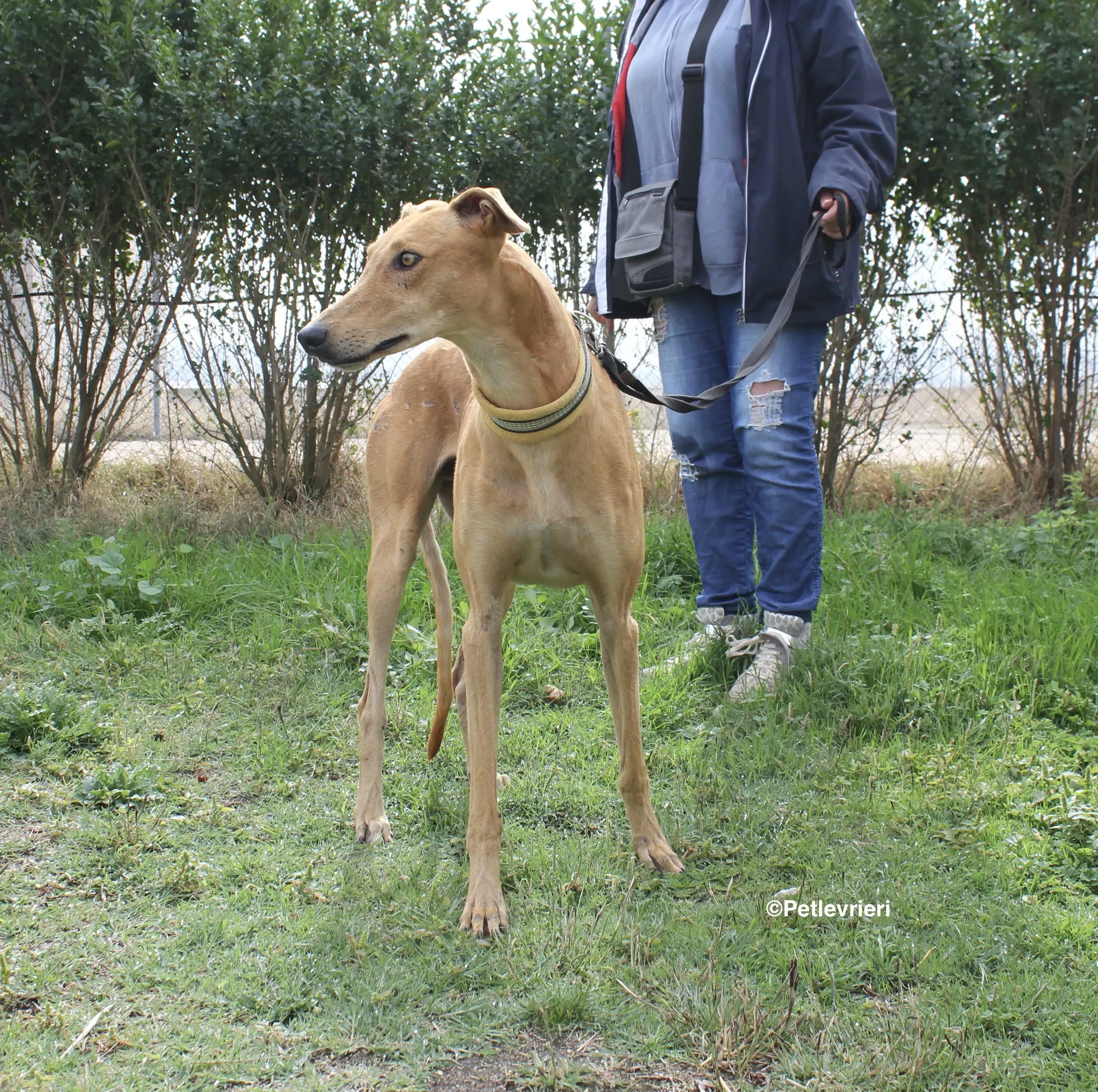 Nugget adozione levrieri galgo 28