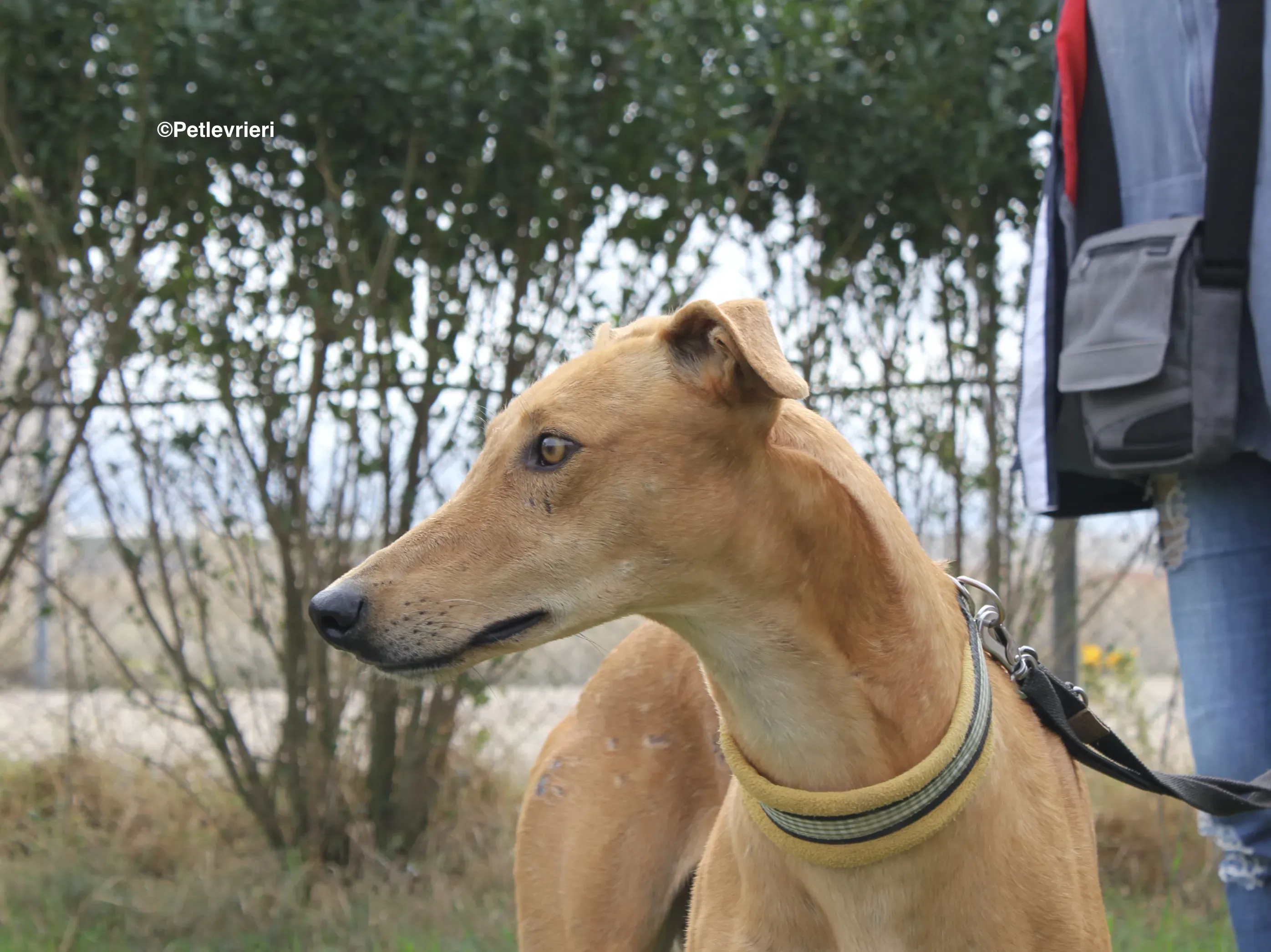 Nugget adozione levrieri galgo 29