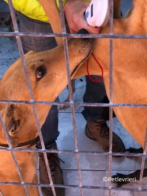 Nugget adozione levrieri galgo 02