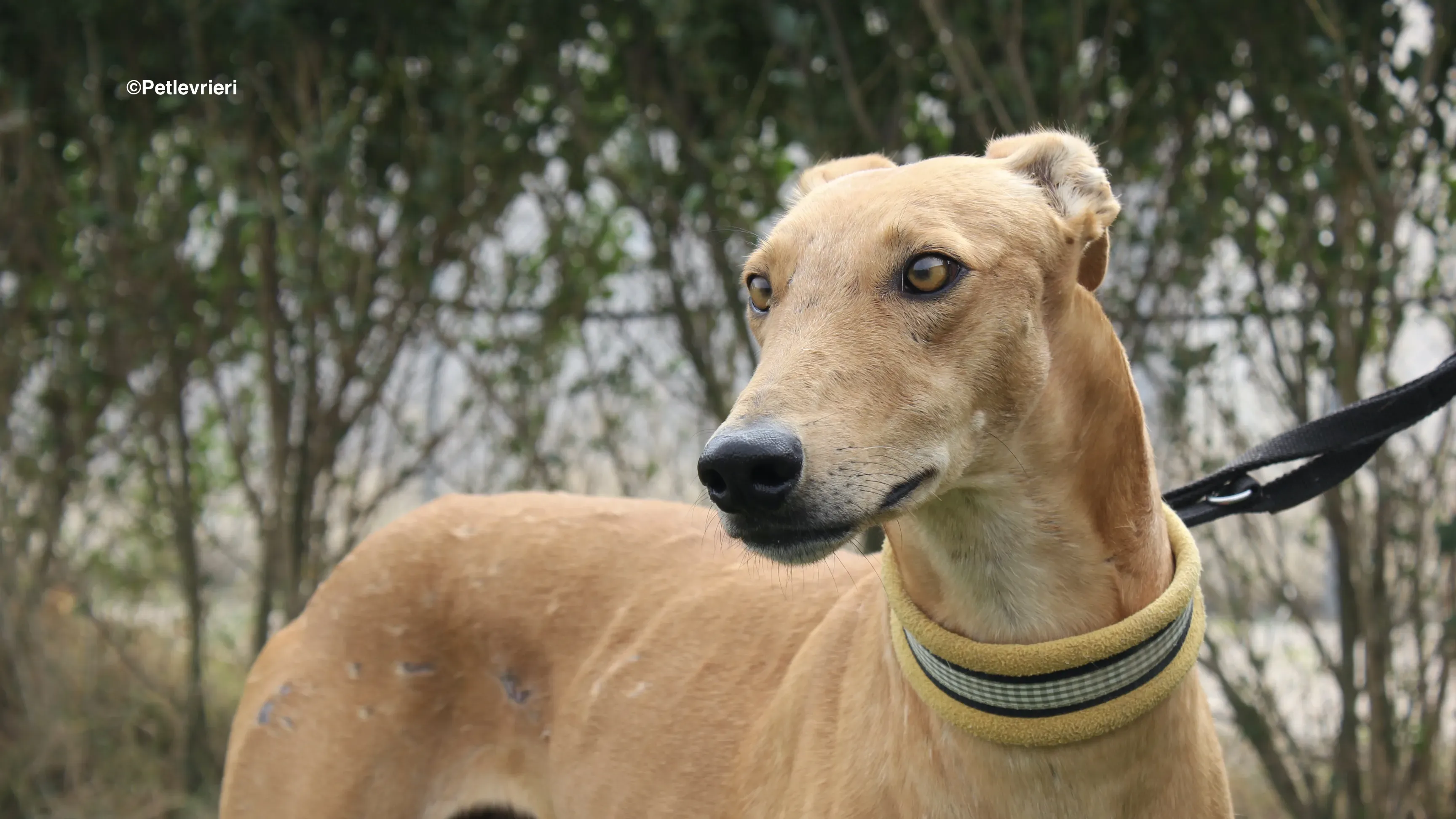 Nugget adozione levrieri galgo 30