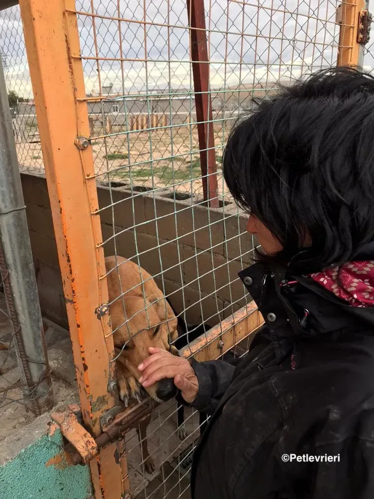 Nugget adozione levrieri galgo 31