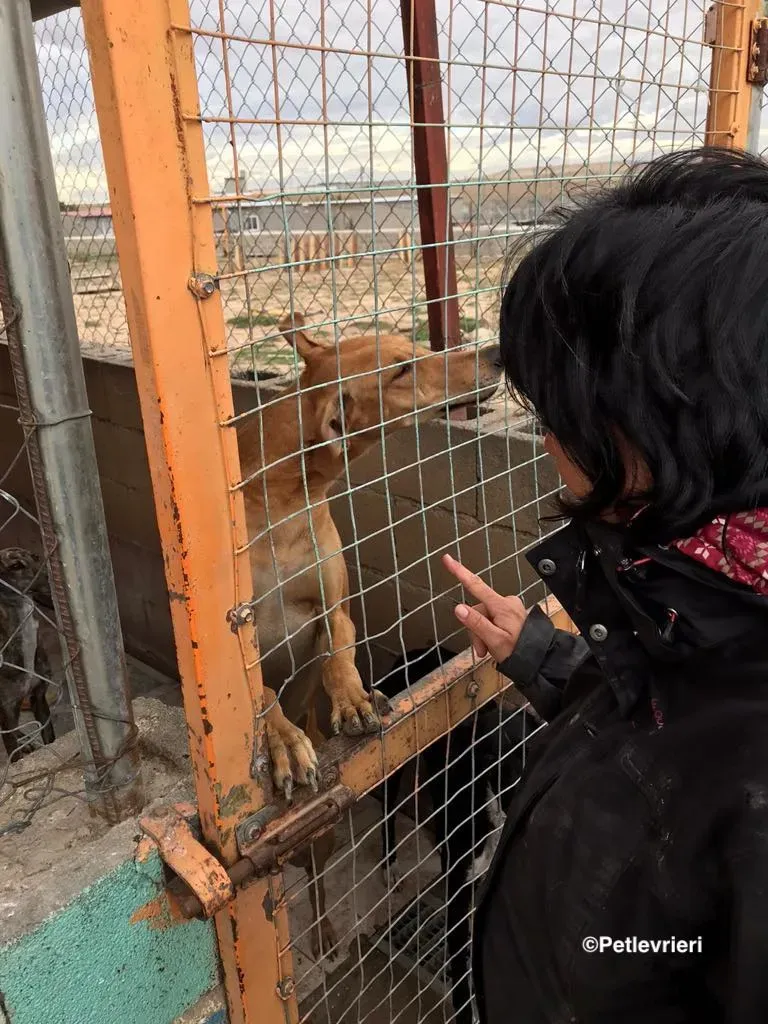 Nugget adozione levrieri galgo 32