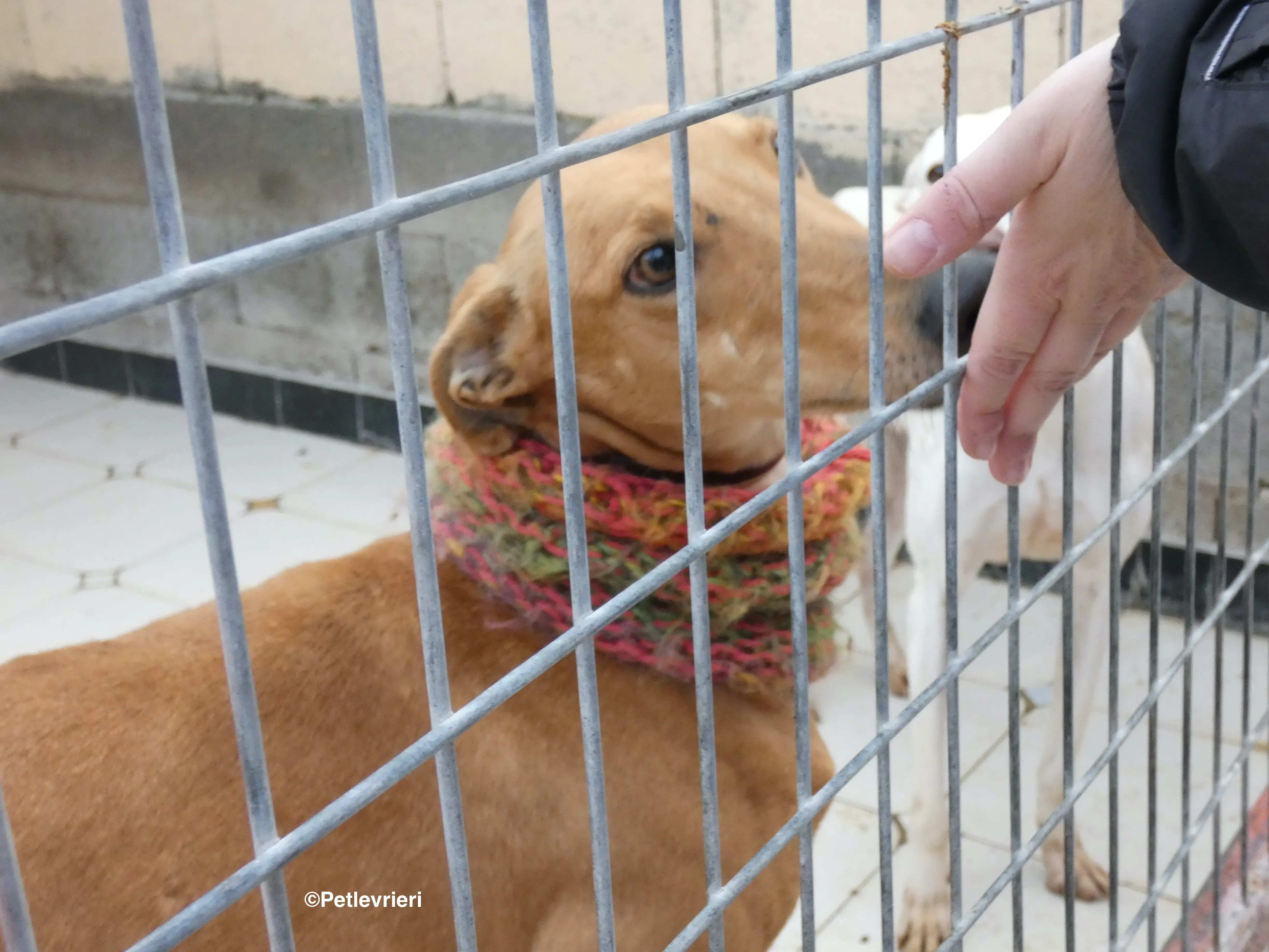 Nugget adozione levrieri galgo 33