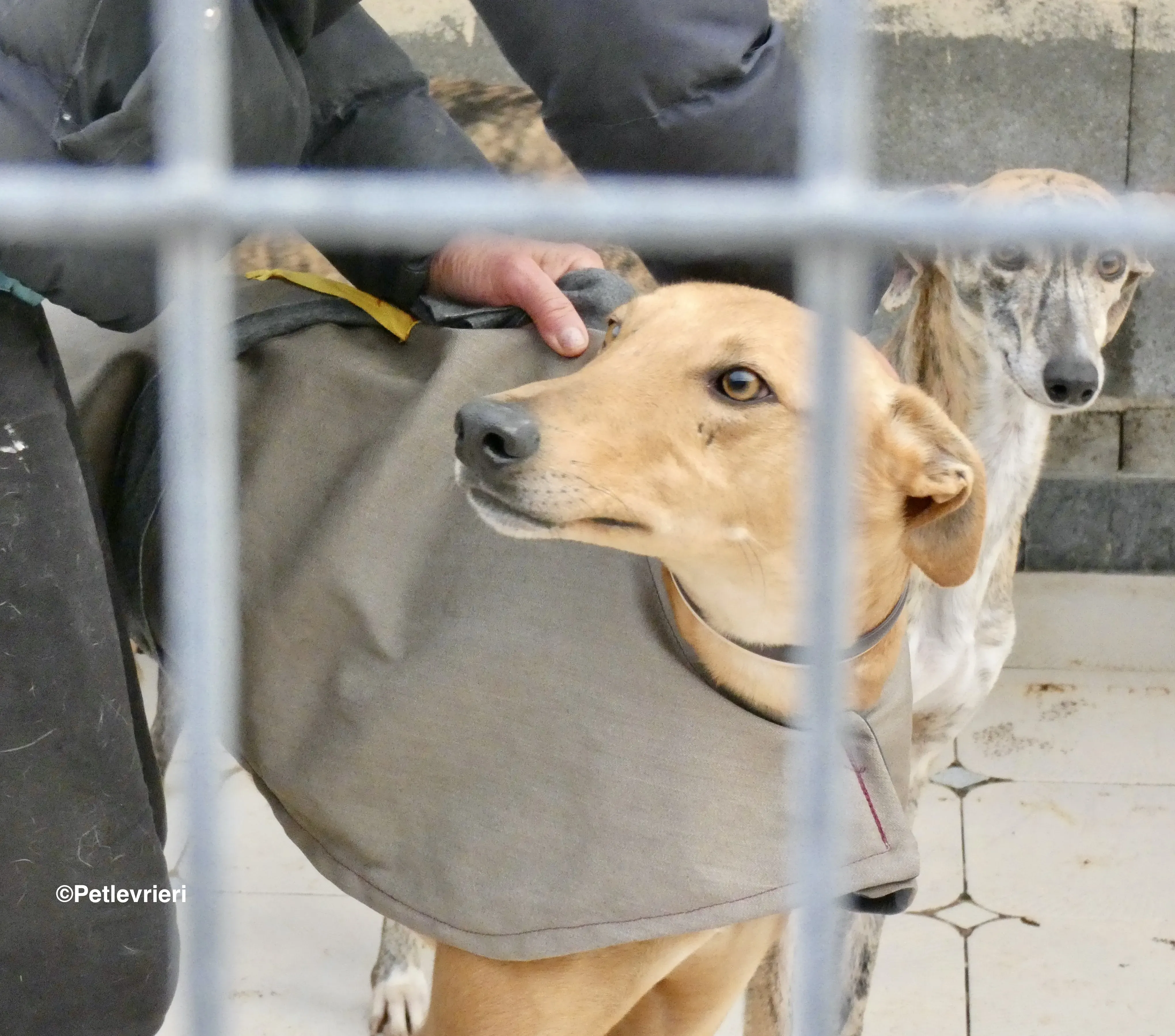 Nugget adozione levrieri galgo 34