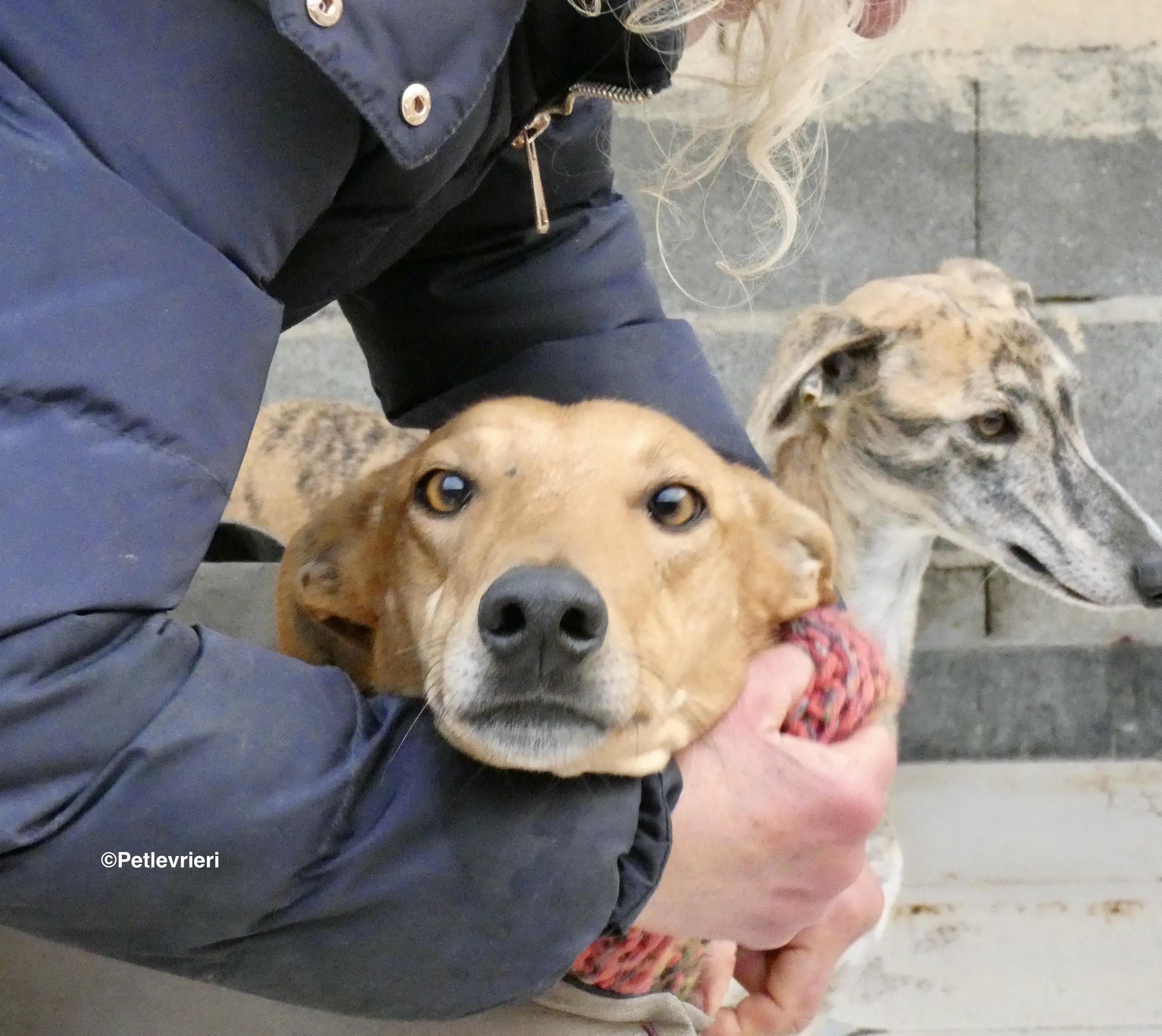 Nugget adozione levrieri galgo 35