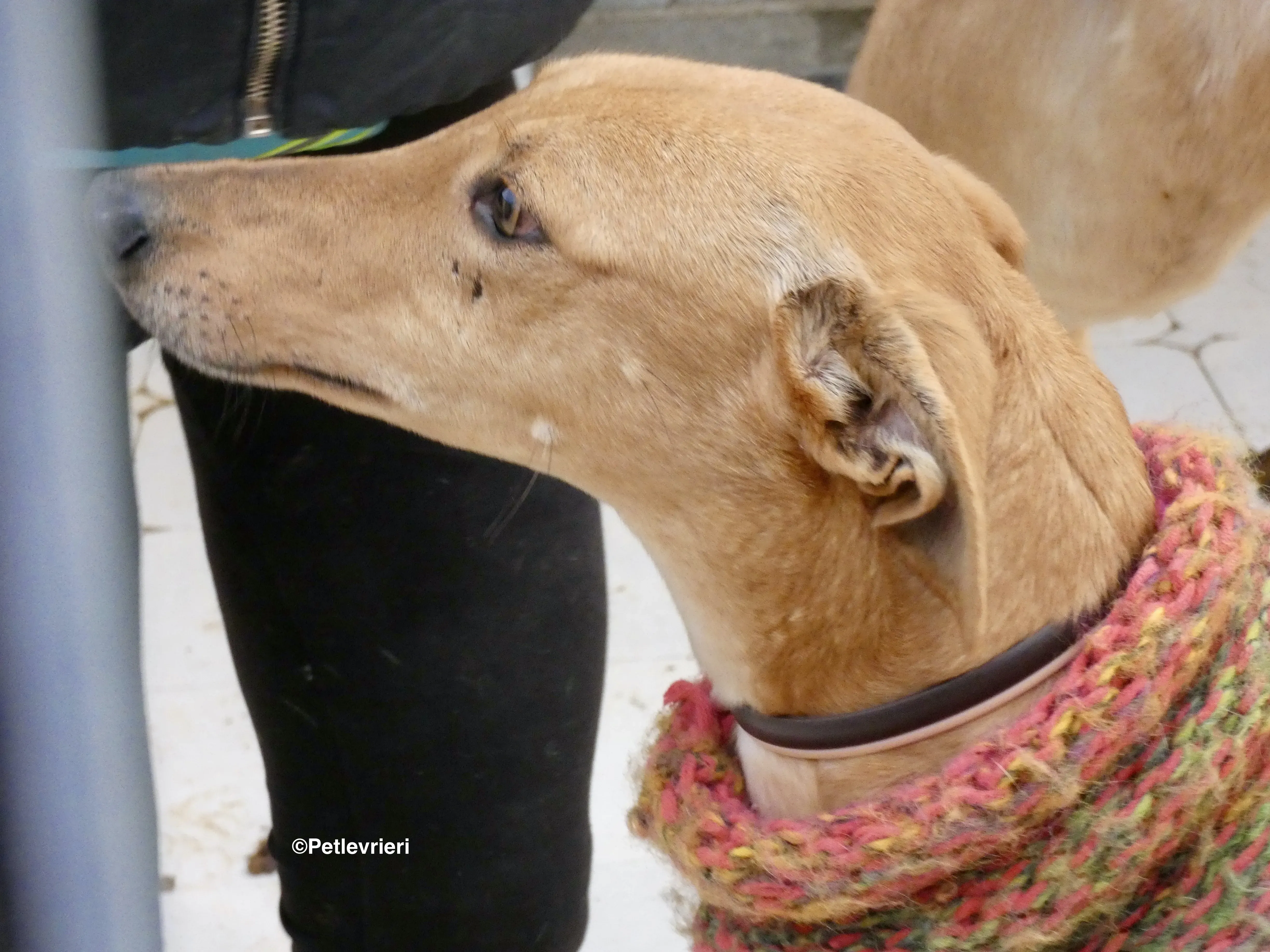 Nugget adozione levrieri galgo 36