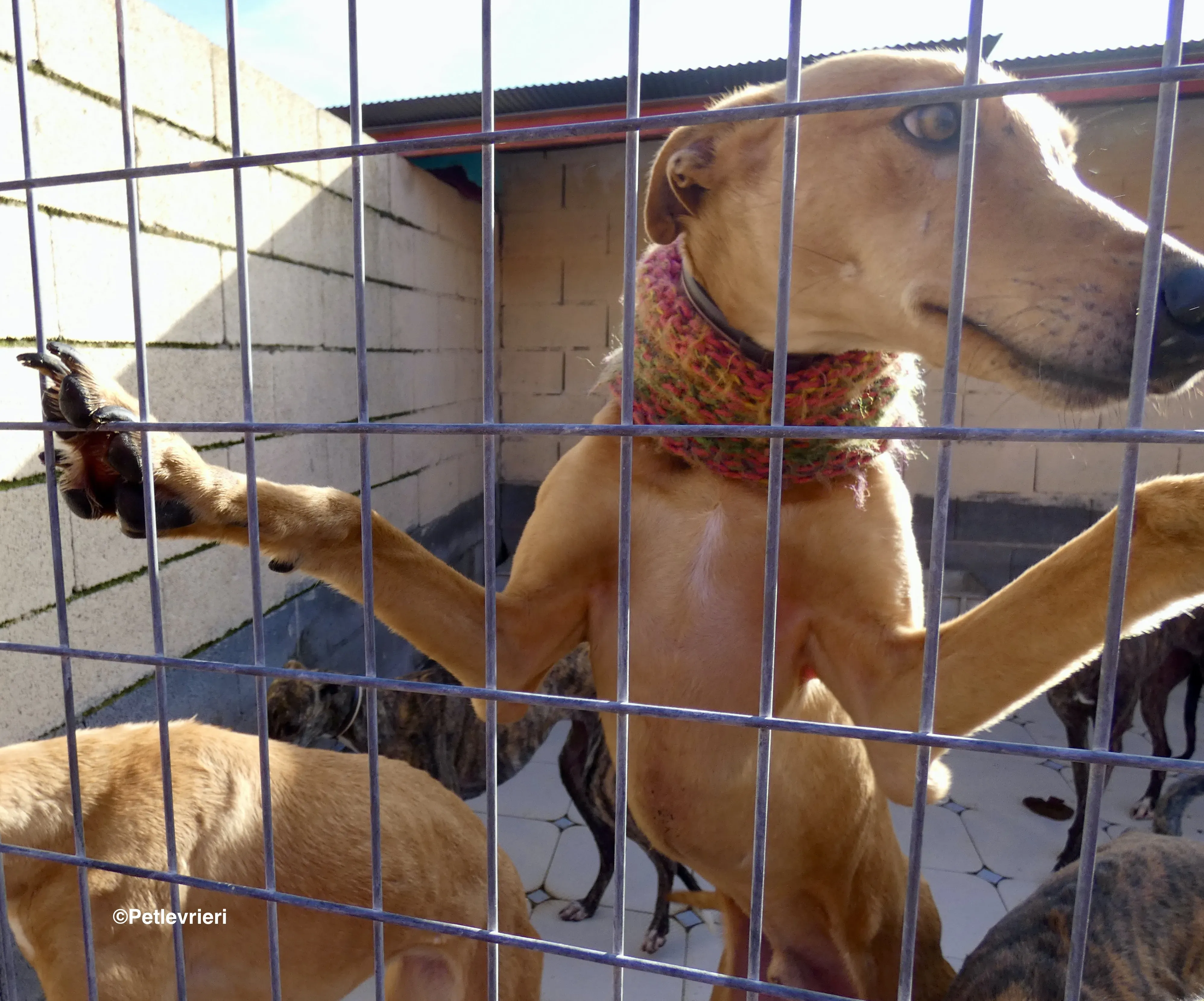 Nugget adozione levrieri galgo 37