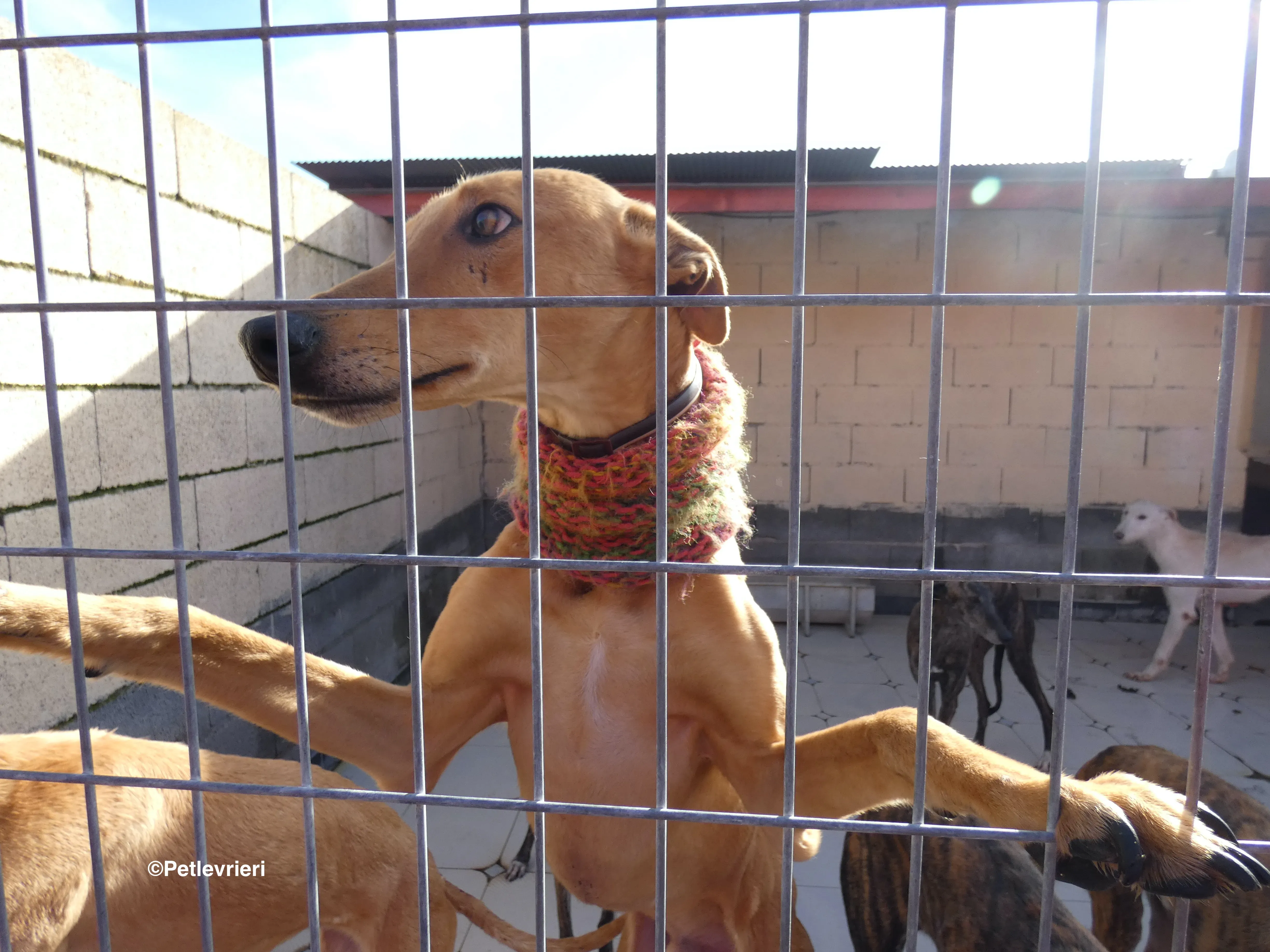 Nugget adozione levrieri galgo 38